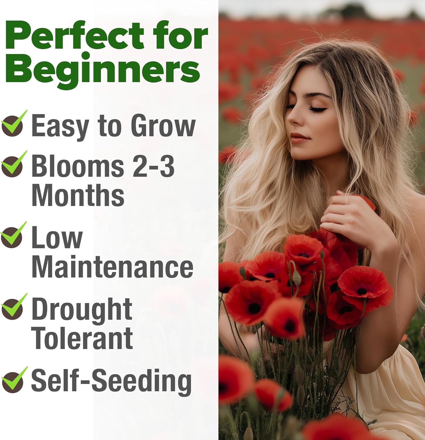 HOME GROWN English Lavender Seeds 1,500+ Non GMO Wildflower Seed for Planting Indoor/Outdoor, High Germination, Plant Flower Seeds (Lavandula antustifolia)