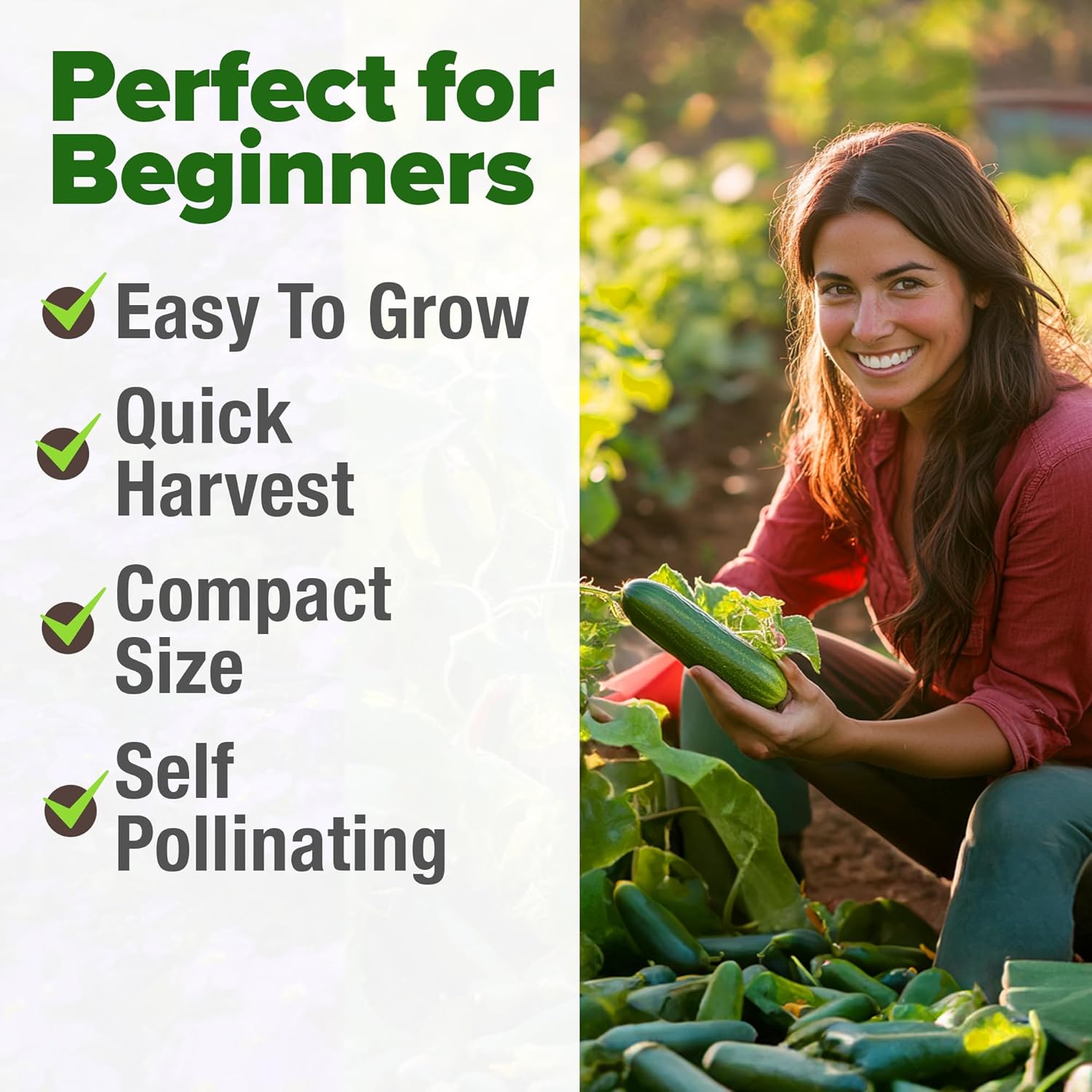 HOME GROWN English Lavender Seeds 1,500+ Non GMO Wildflower Seed for Planting Indoor/Outdoor, High Germination, Plant Flower Seeds (Lavandula antustifolia)