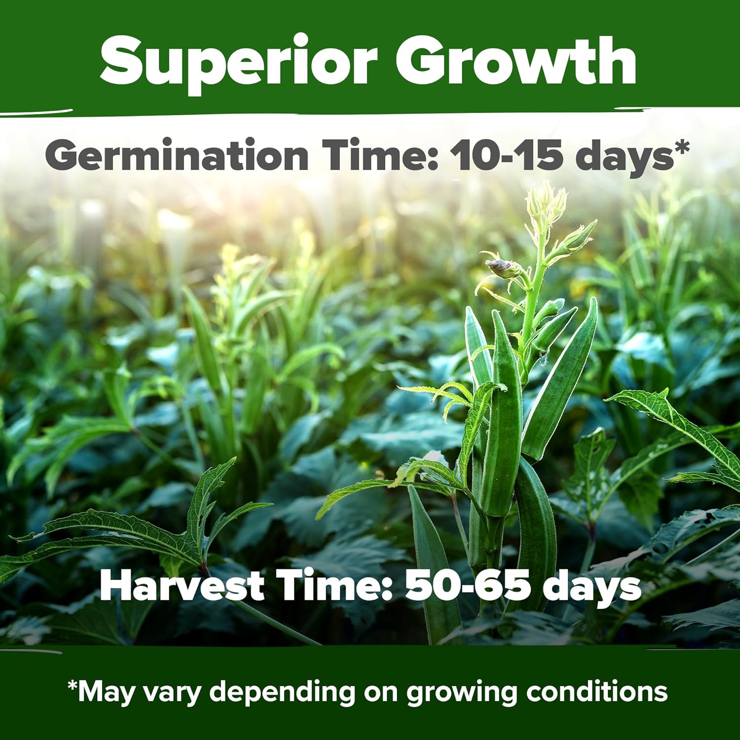 HOME GROWN English Lavender Seeds 1,500+ Non GMO Wildflower Seed for Planting Indoor/Outdoor, High Germination, Plant Flower Seeds (Lavandula antustifolia)