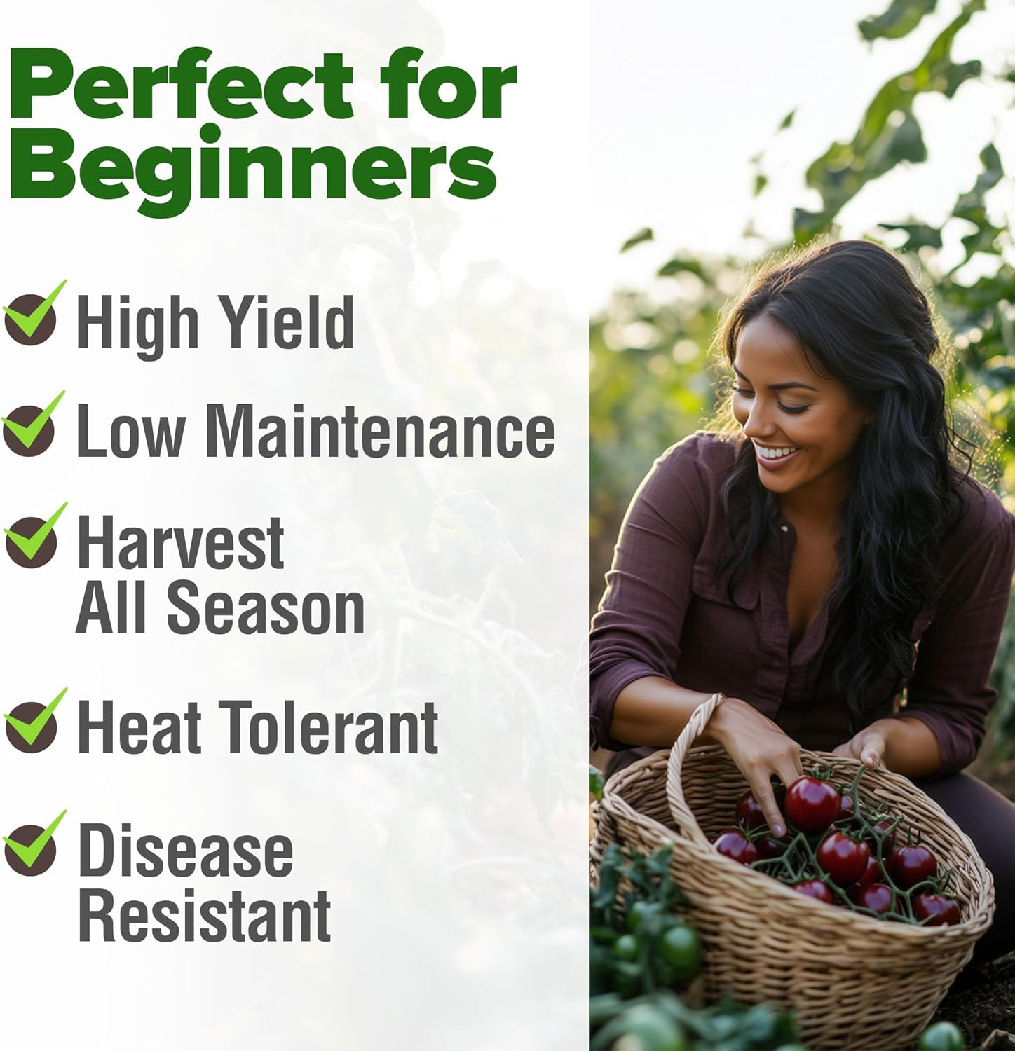 HOME GROWN English Lavender Seeds 1,500+ Non GMO Wildflower Seed for Planting Indoor/Outdoor, High Germination, Plant Flower Seeds (Lavandula antustifolia)