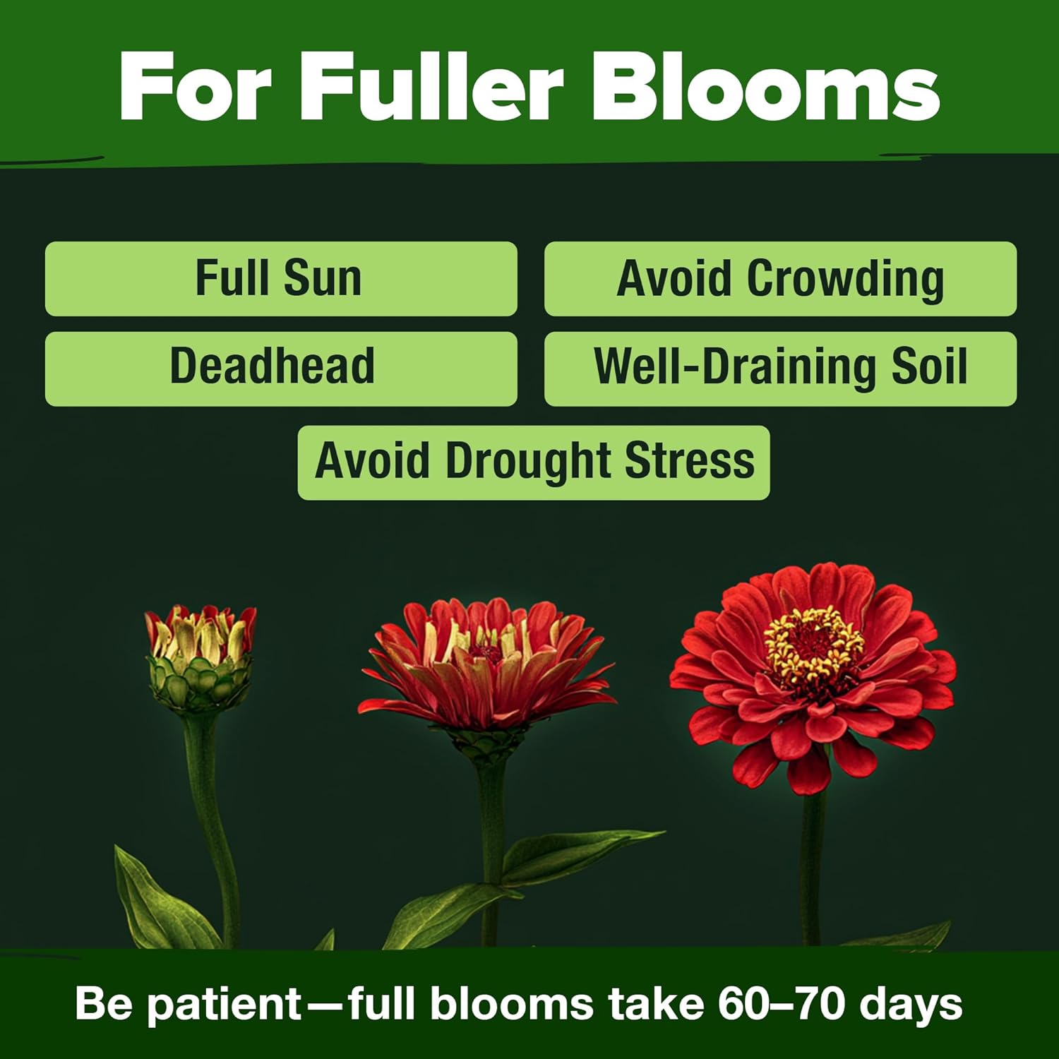 HOME GROWN English Lavender Seeds 1,500+ Non GMO Wildflower Seed for Planting Indoor/Outdoor, High Germination, Plant Flower Seeds (Lavandula antustifolia)