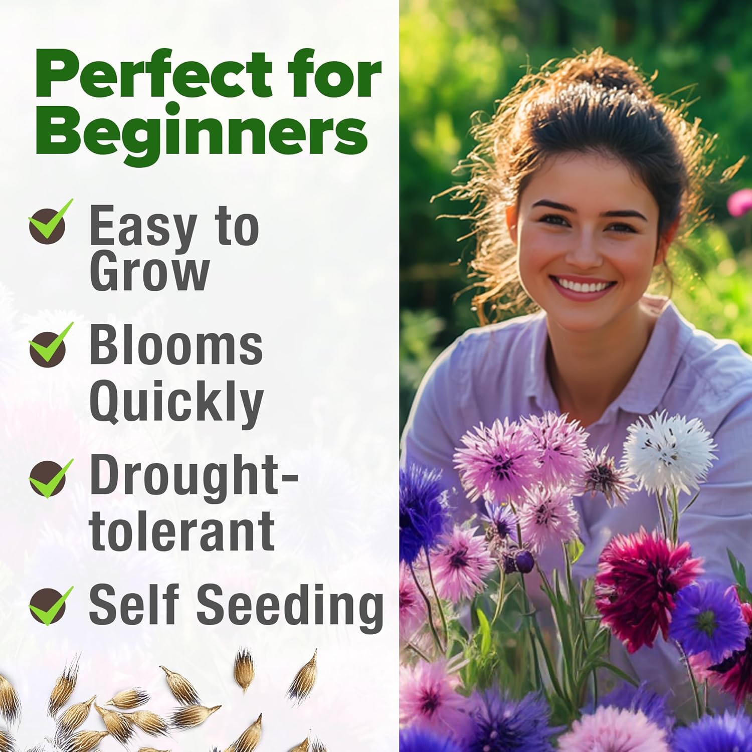 HOME GROWN English Lavender Seeds 1,500+ Non GMO Wildflower Seed for Planting Indoor/Outdoor, High Germination, Plant Flower Seeds (Lavandula antustifolia)