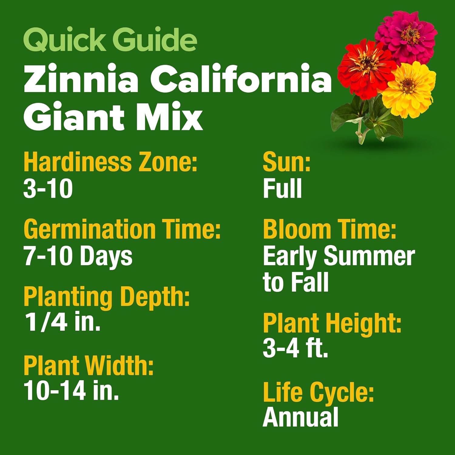 HOME GROWN English Lavender Seeds 1,500+ Non GMO Wildflower Seed for Planting Indoor/Outdoor, High Germination, Plant Flower Seeds (Lavandula antustifolia)