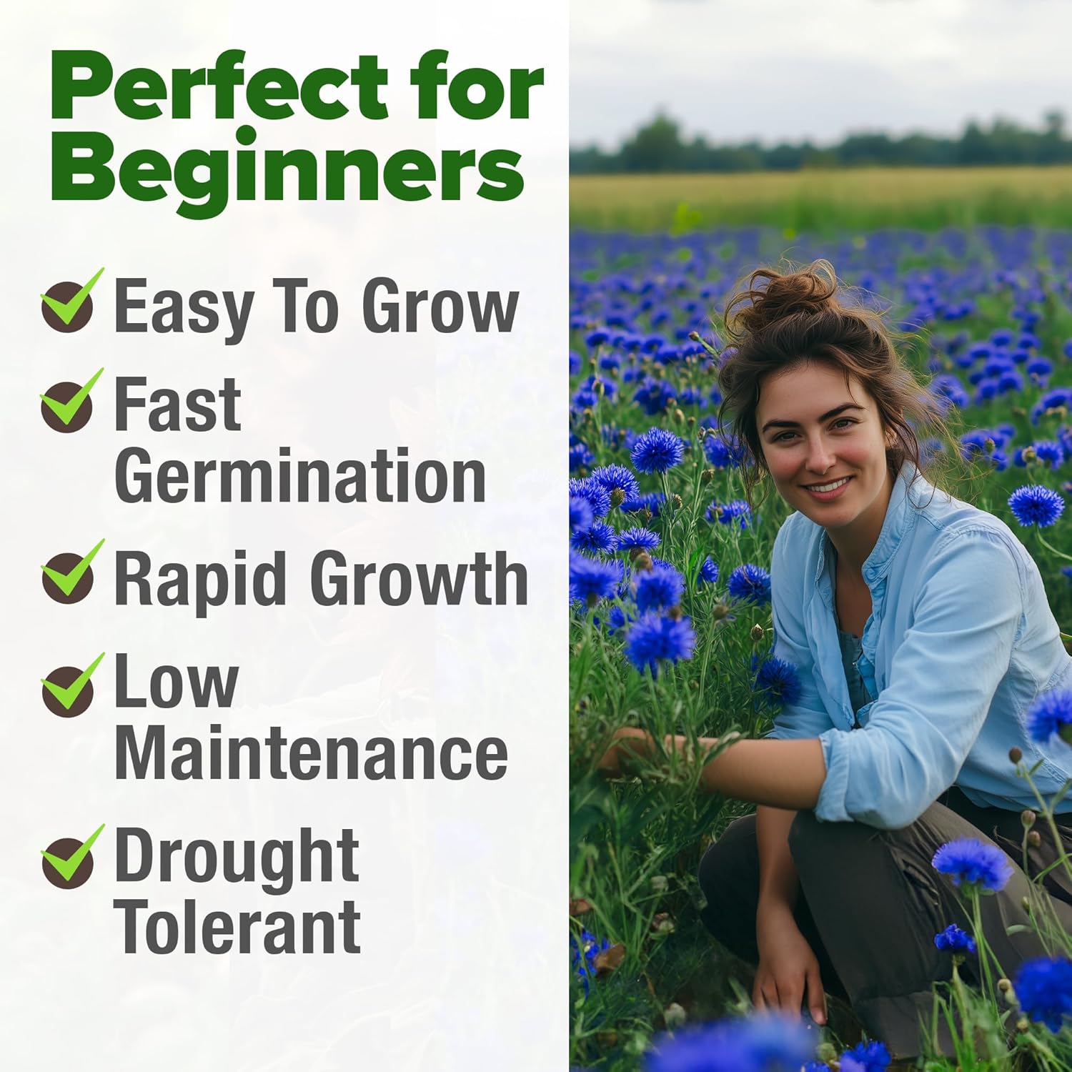 HOME GROWN English Lavender Seeds 1,500+ Non GMO Wildflower Seed for Planting Indoor/Outdoor, High Germination, Plant Flower Seeds (Lavandula antustifolia)