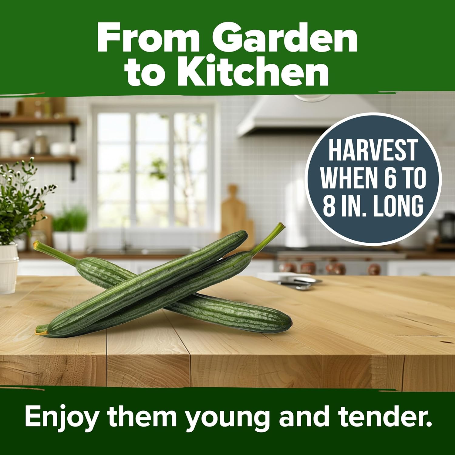 HOME GROWN English Lavender Seeds 1,500+ Non GMO Wildflower Seed for Planting Indoor/Outdoor, High Germination, Plant Flower Seeds (Lavandula antustifolia)