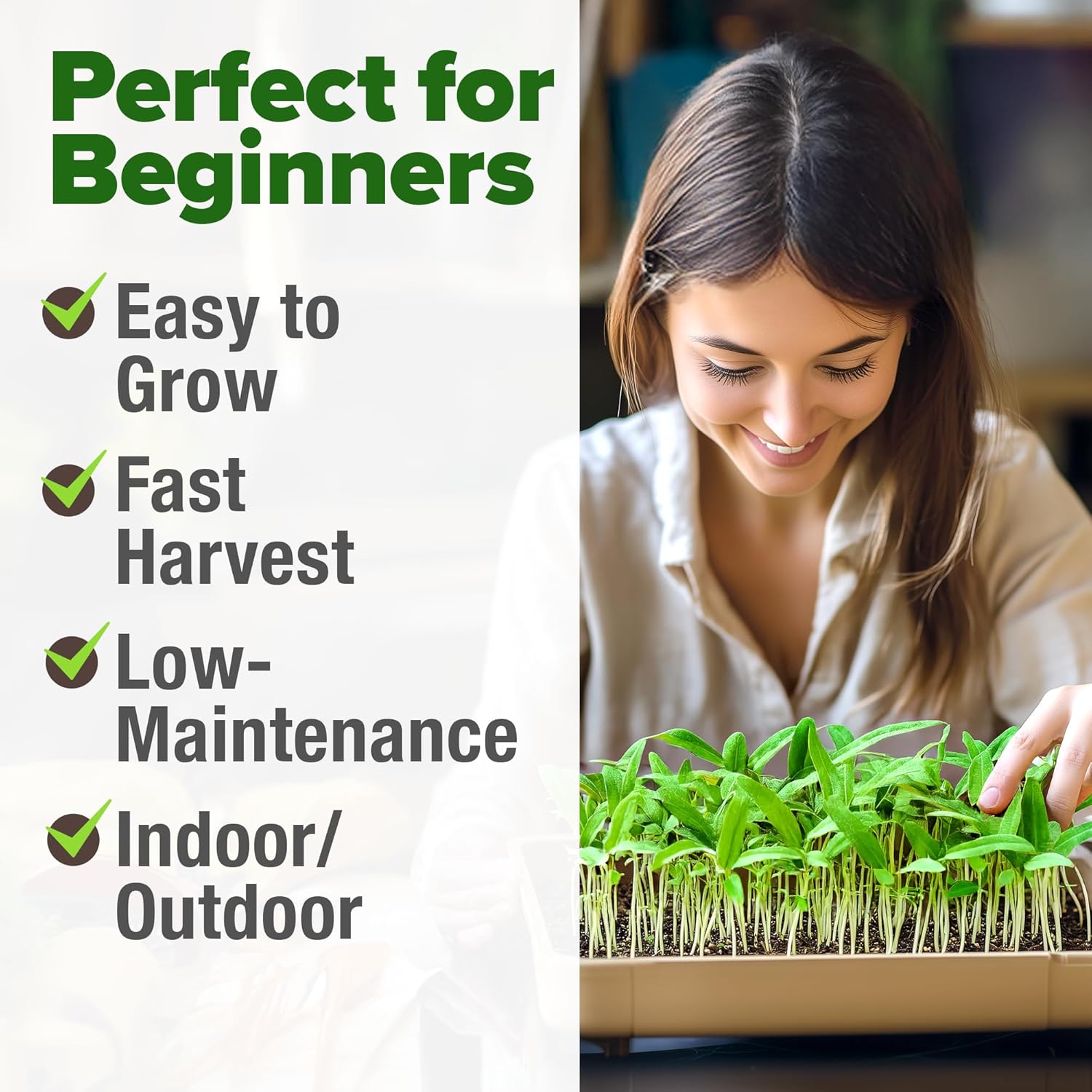 HOME GROWN English Lavender Seeds 1,500+ Non GMO Wildflower Seed for Planting Indoor/Outdoor, High Germination, Plant Flower Seeds (Lavandula antustifolia)