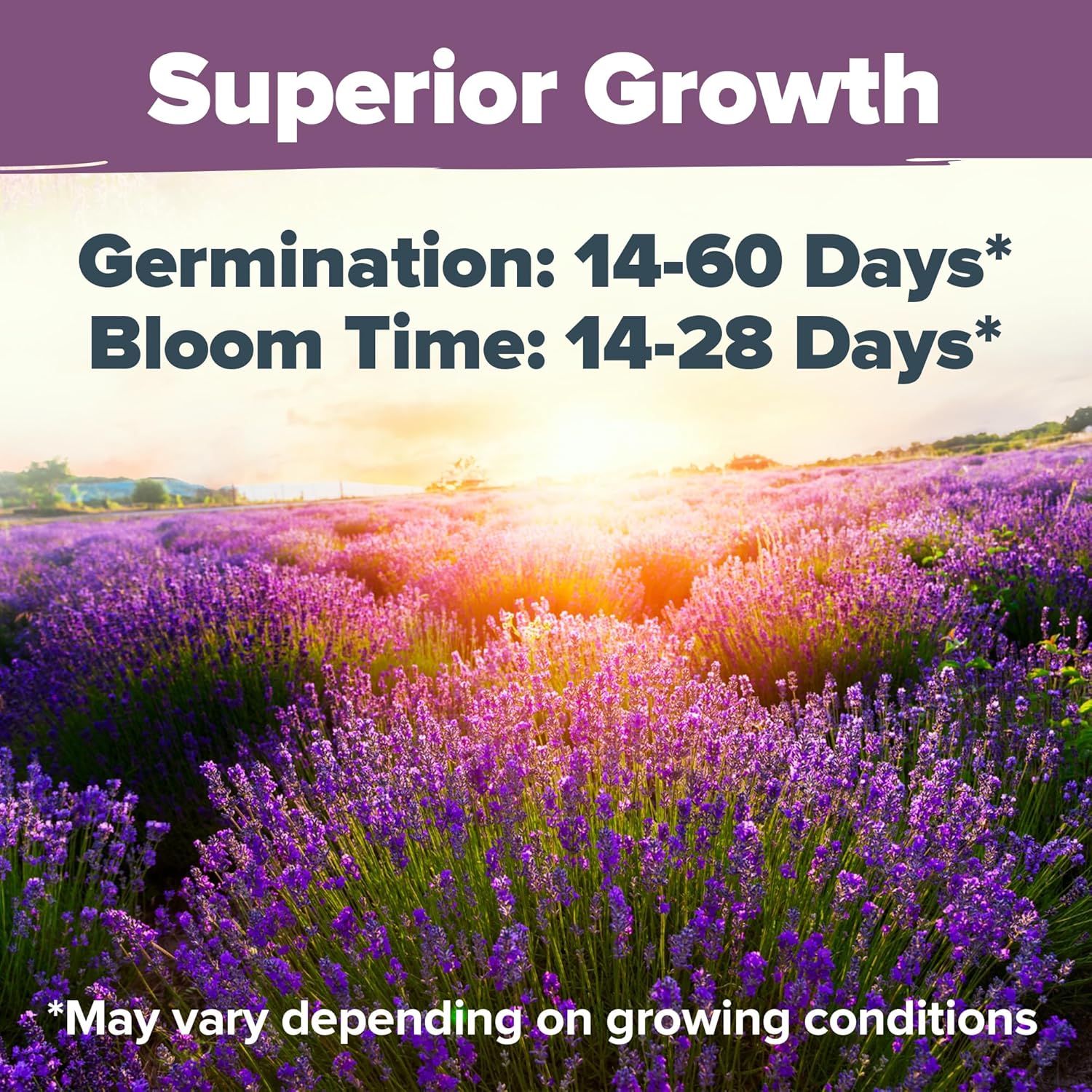 HOME GROWN English Lavender Seeds 1,500+ Non GMO Wildflower Seed for Planting Indoor/Outdoor, High Germination, Plant Flower Seeds (Lavandula antustifolia)