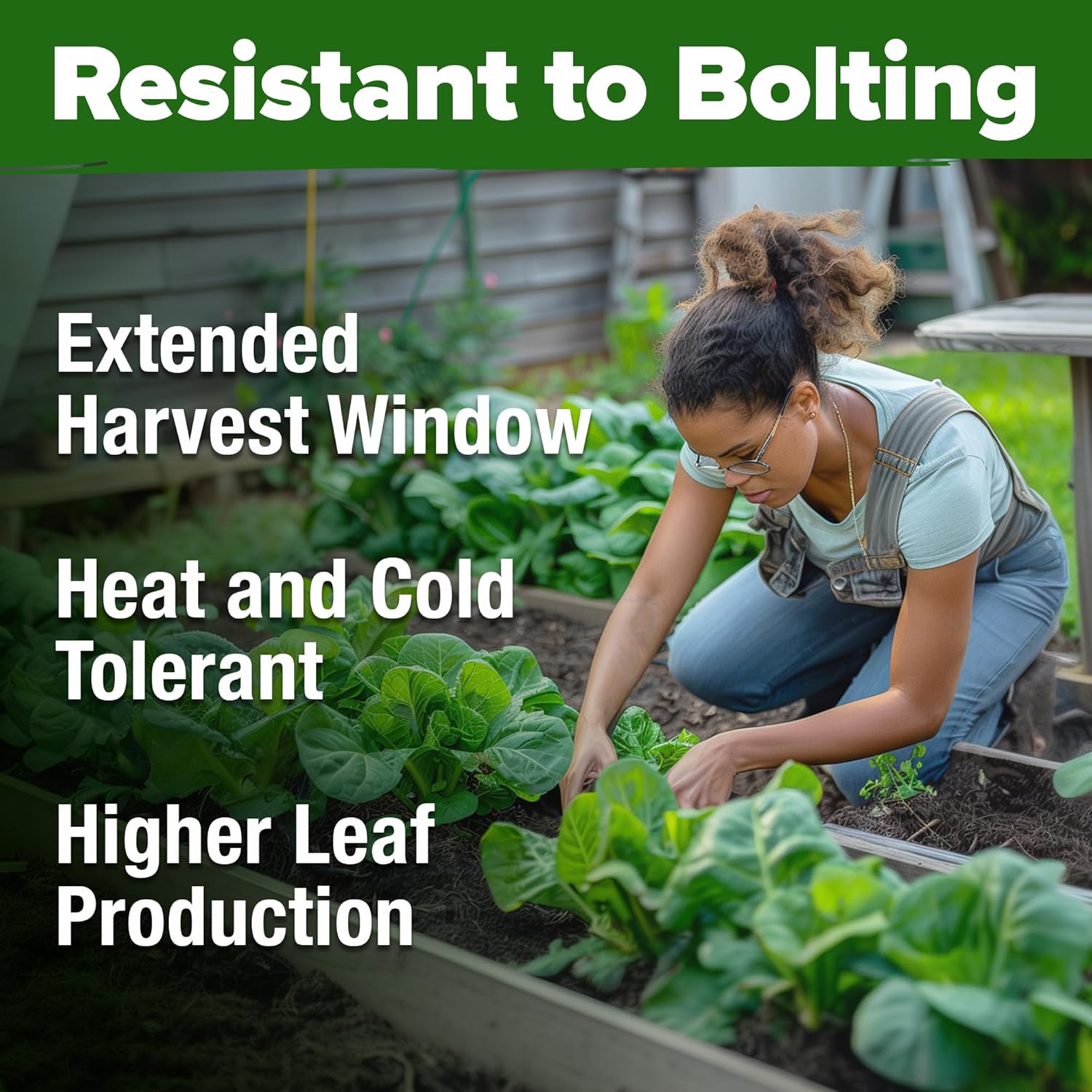 HOME GROWN English Lavender Seeds 1,500+ Non GMO Wildflower Seed for Planting Indoor/Outdoor, High Germination, Plant Flower Seeds (Lavandula antustifolia)