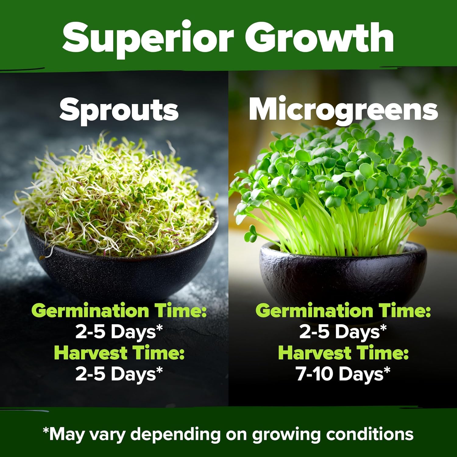 HOME GROWN English Lavender Seeds 1,500+ Non GMO Wildflower Seed for Planting Indoor/Outdoor, High Germination, Plant Flower Seeds (Lavandula antustifolia)