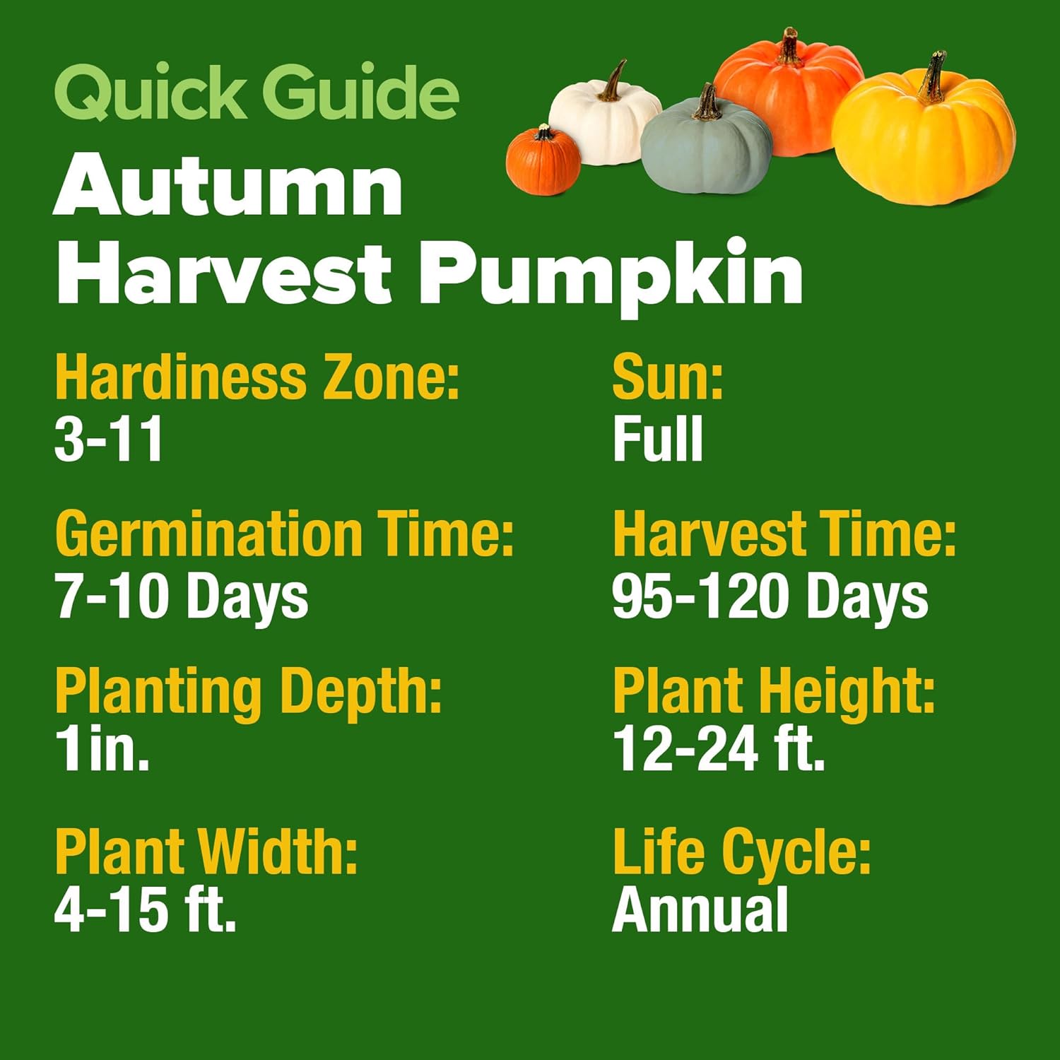 HOME GROWN English Lavender Seeds 1,500+ Non GMO Wildflower Seed for Planting Indoor/Outdoor, High Germination, Plant Flower Seeds (Lavandula antustifolia)