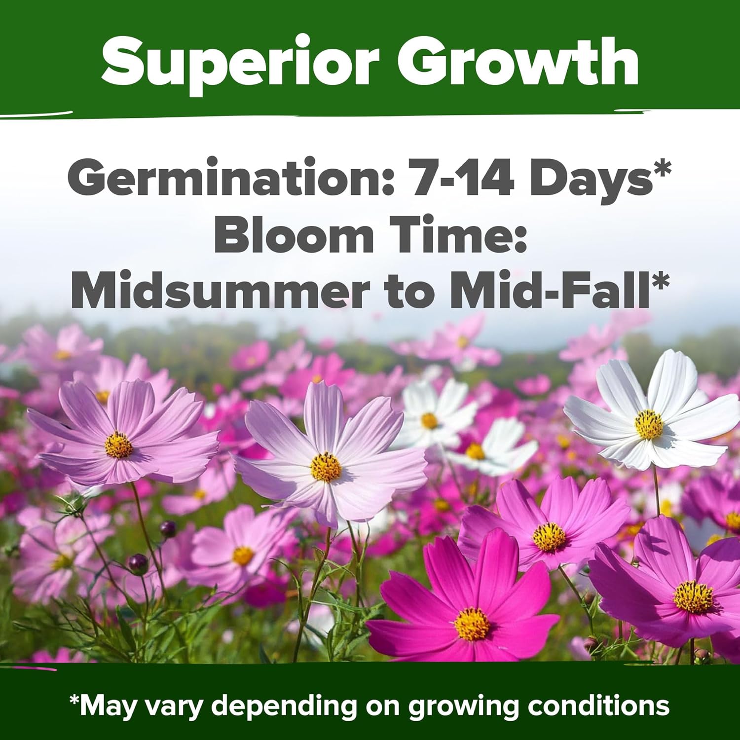 HOME GROWN English Lavender Seeds 1,500+ Non GMO Wildflower Seed for Planting Indoor/Outdoor, High Germination, Plant Flower Seeds (Lavandula antustifolia)