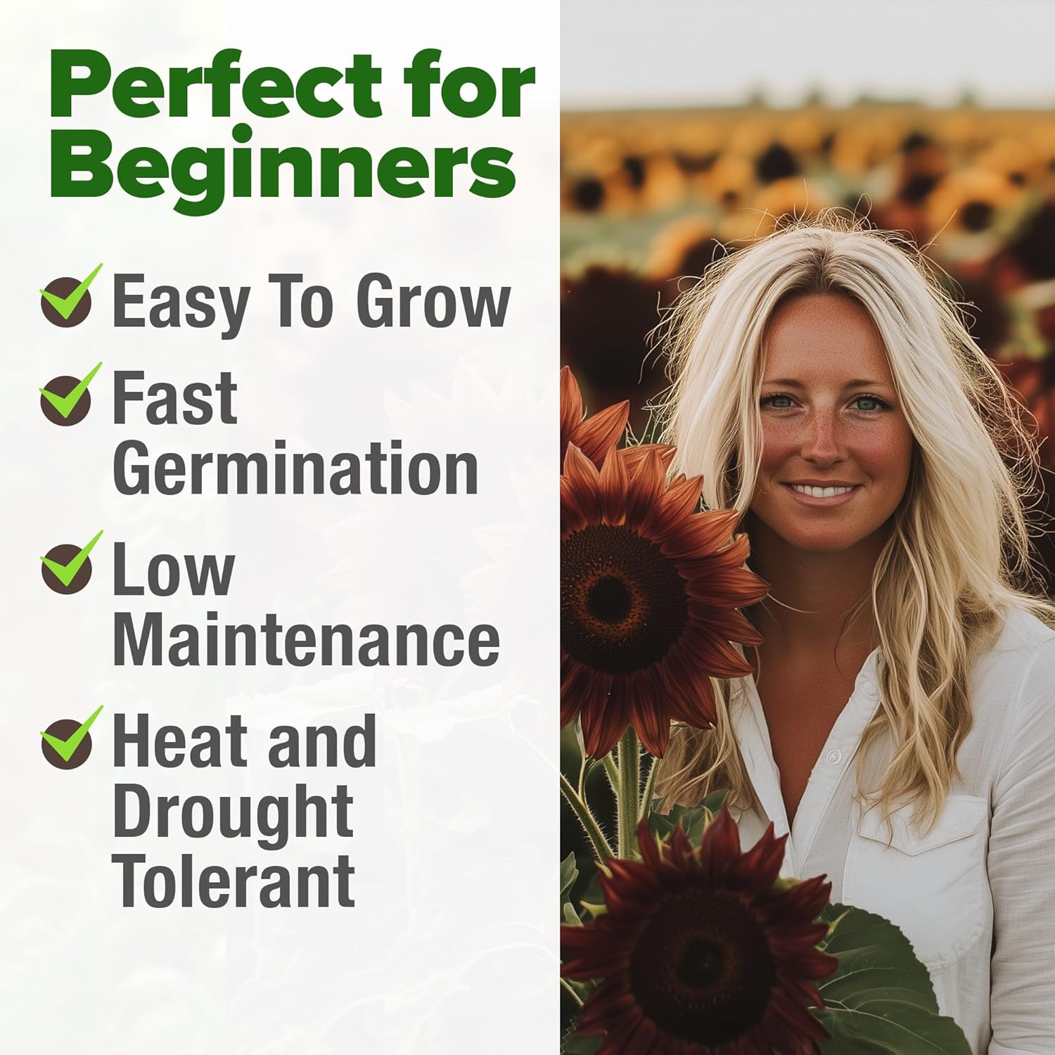 HOME GROWN English Lavender Seeds 1,500+ Non GMO Wildflower Seed for Planting Indoor/Outdoor, High Germination, Plant Flower Seeds (Lavandula antustifolia)