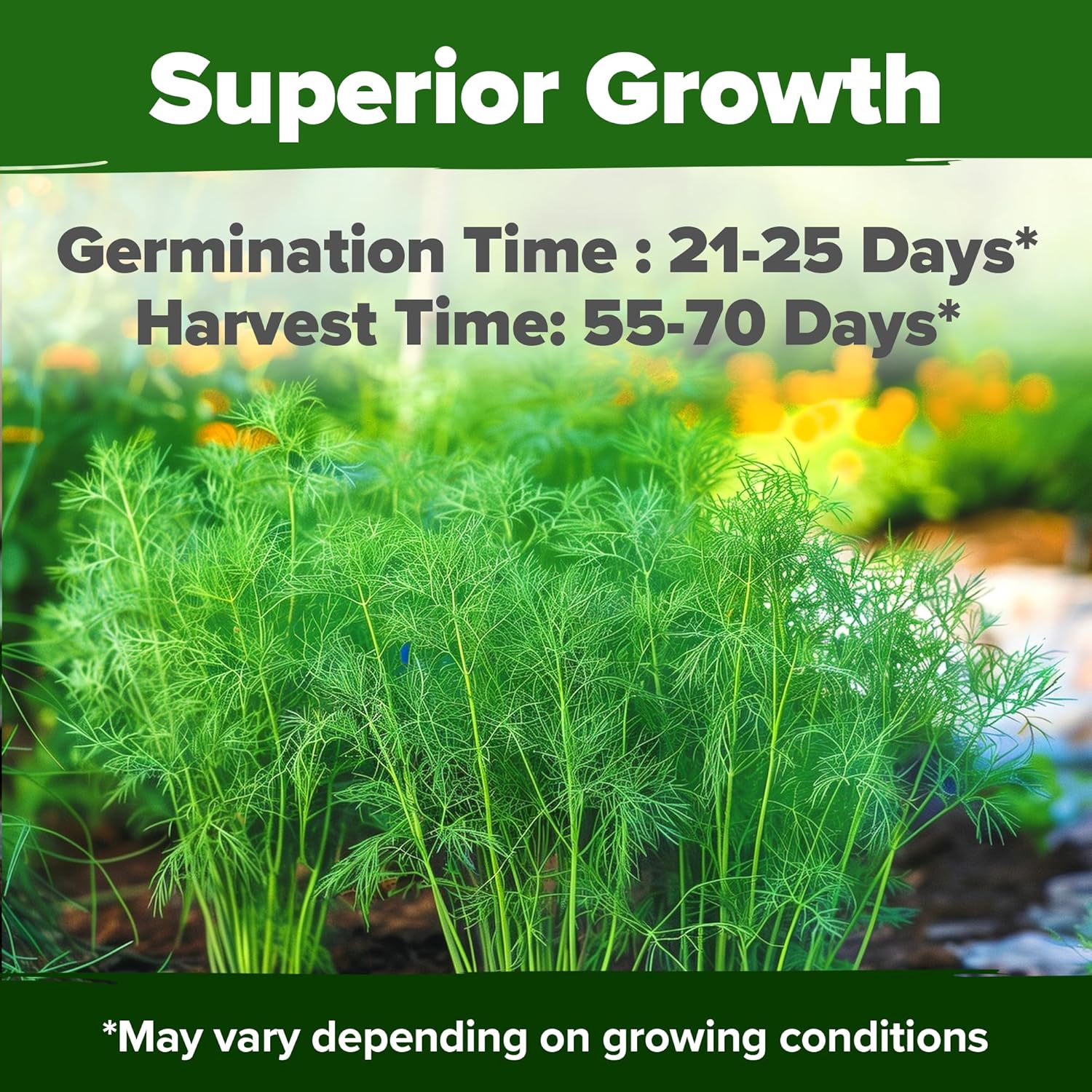 HOME GROWN English Lavender Seeds 1,500+ Non GMO Wildflower Seed for Planting Indoor/Outdoor, High Germination, Plant Flower Seeds (Lavandula antustifolia)