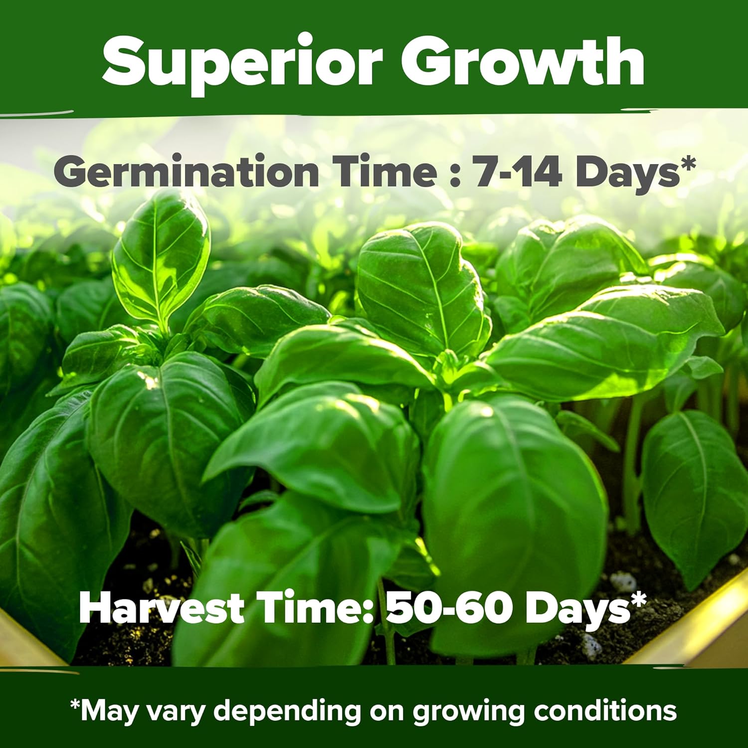 HOME GROWN English Lavender Seeds 1,500+ Non GMO Wildflower Seed for Planting Indoor/Outdoor, High Germination, Plant Flower Seeds (Lavandula antustifolia)