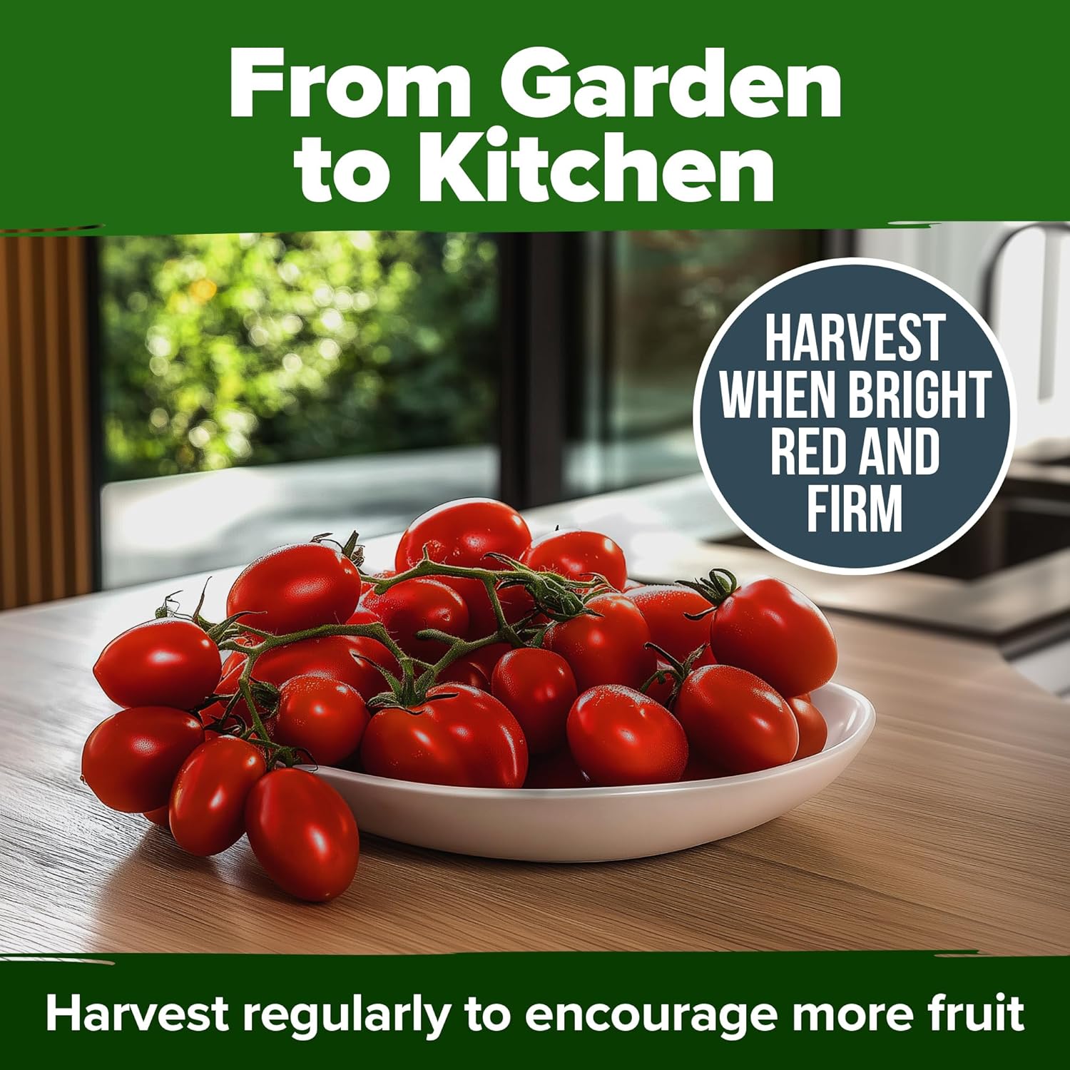 HOME GROWN English Lavender Seeds 1,500+ Non GMO Wildflower Seed for Planting Indoor/Outdoor, High Germination, Plant Flower Seeds (Lavandula antustifolia)