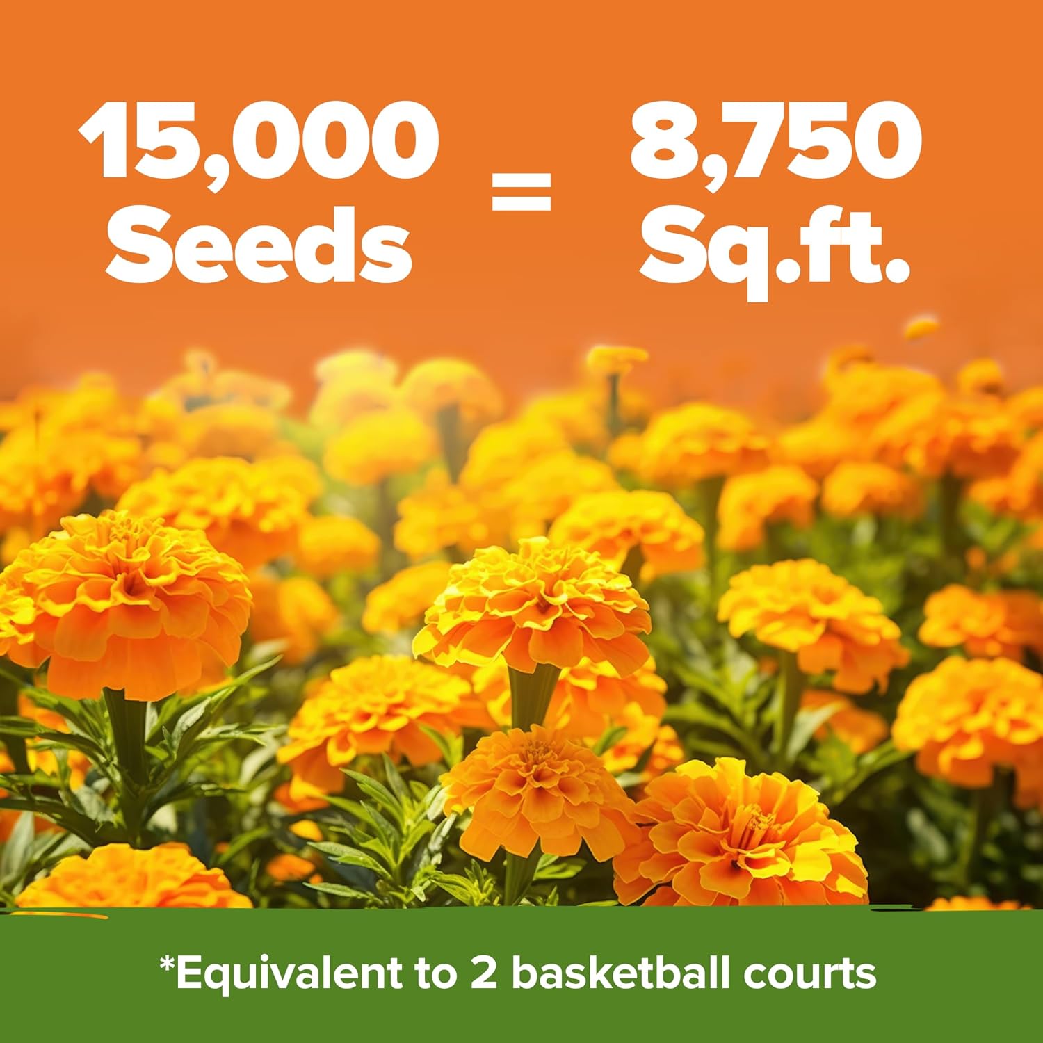 HOME GROWN English Lavender Seeds 1,500+ Non GMO Wildflower Seed for Planting Indoor/Outdoor, High Germination, Plant Flower Seeds (Lavandula antustifolia)