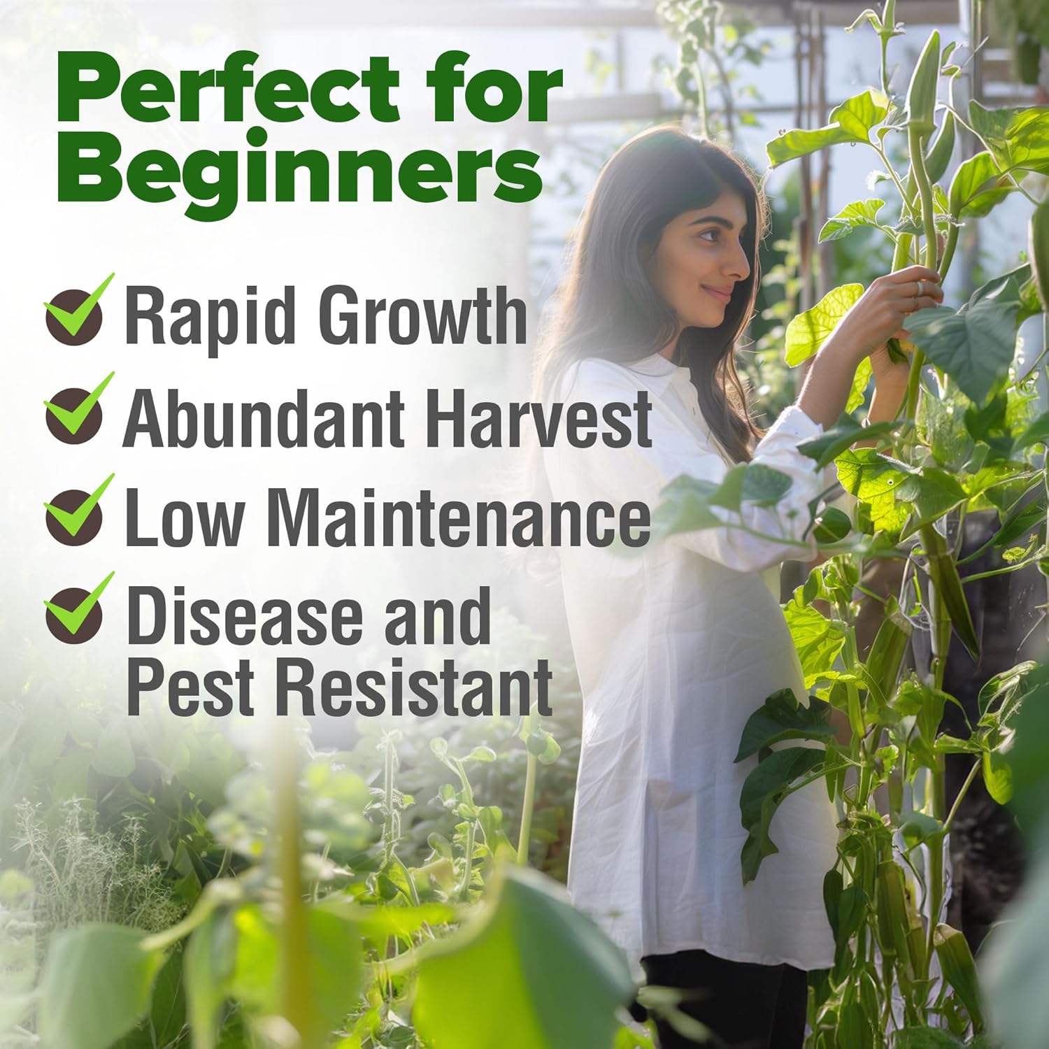 HOME GROWN English Lavender Seeds 1,500+ Non GMO Wildflower Seed for Planting Indoor/Outdoor, High Germination, Plant Flower Seeds (Lavandula antustifolia)