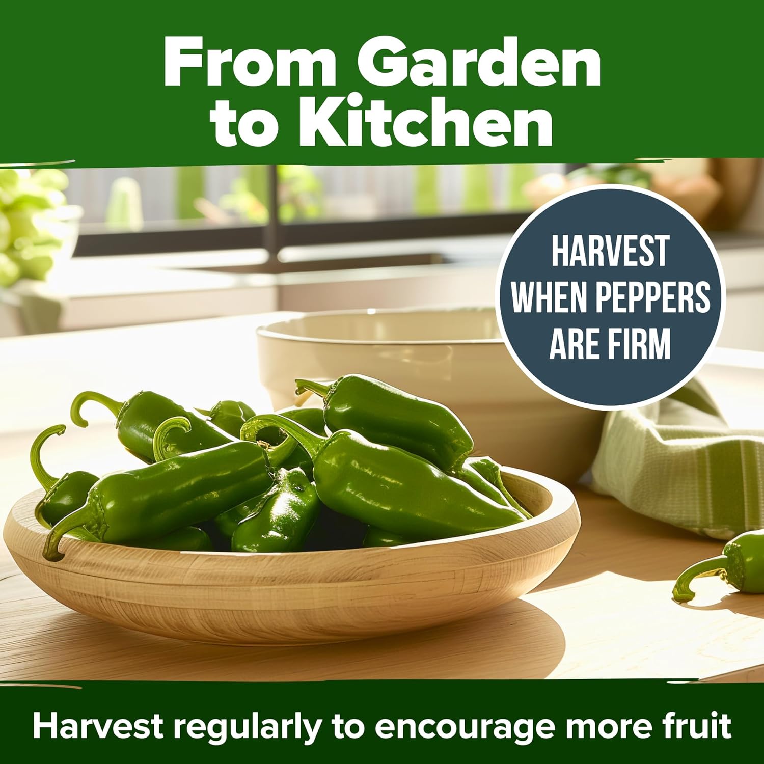 HOME GROWN English Lavender Seeds 1,500+ Non GMO Wildflower Seed for Planting Indoor/Outdoor, High Germination, Plant Flower Seeds (Lavandula antustifolia)