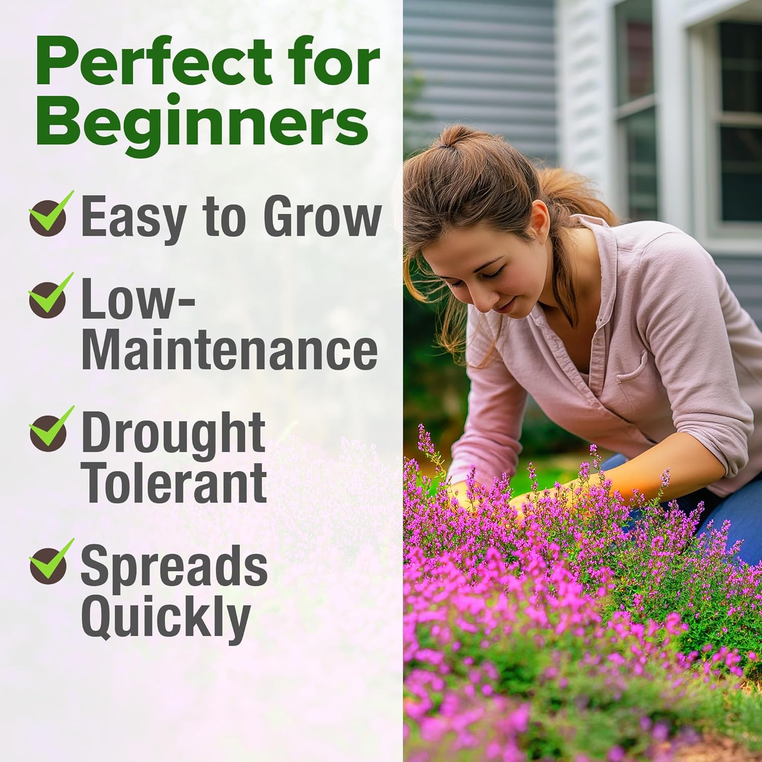 HOME GROWN English Lavender Seeds 1,500+ Non GMO Wildflower Seed for Planting Indoor/Outdoor, High Germination, Plant Flower Seeds (Lavandula antustifolia)