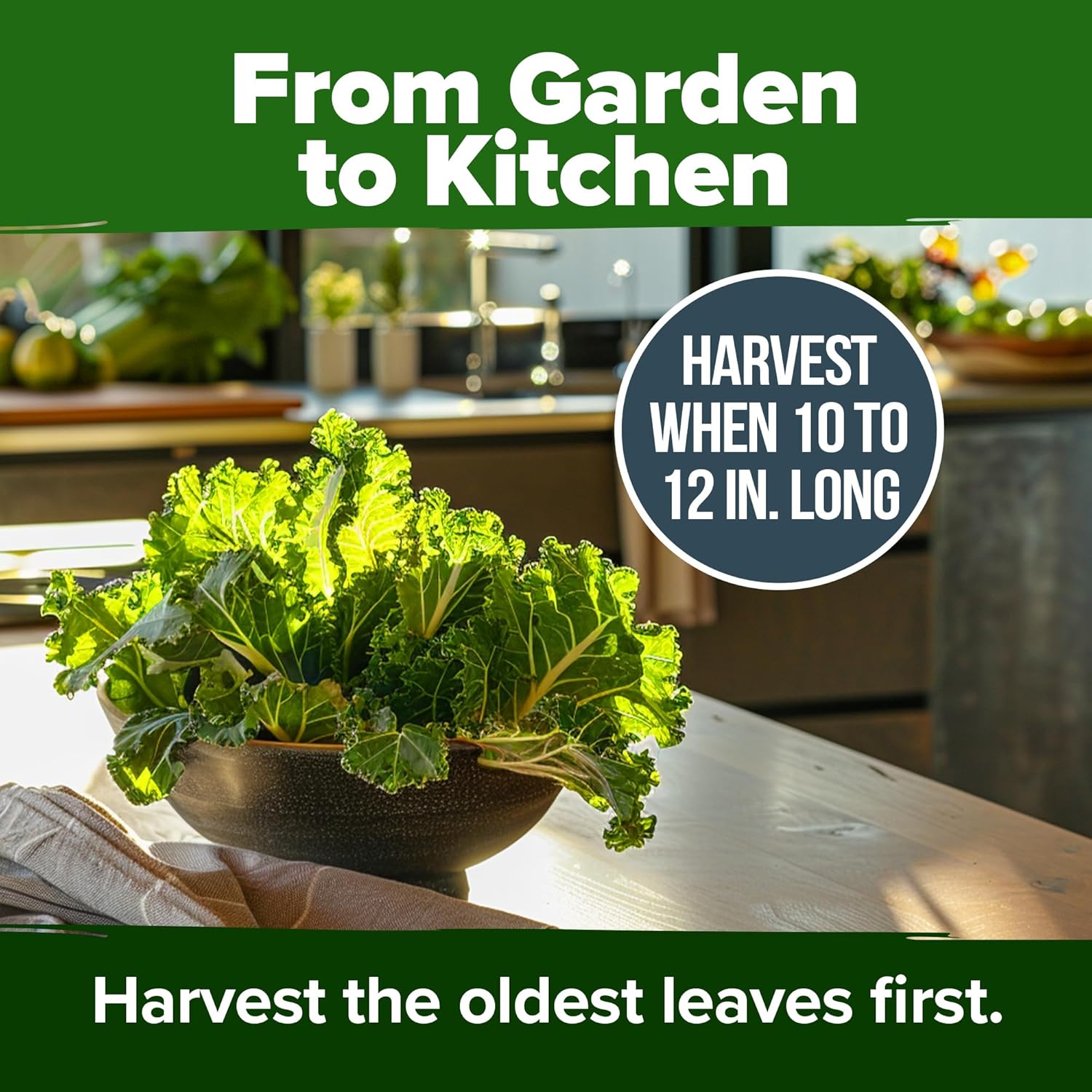 HOME GROWN English Lavender Seeds 1,500+ Non GMO Wildflower Seed for Planting Indoor/Outdoor, High Germination, Plant Flower Seeds (Lavandula antustifolia)