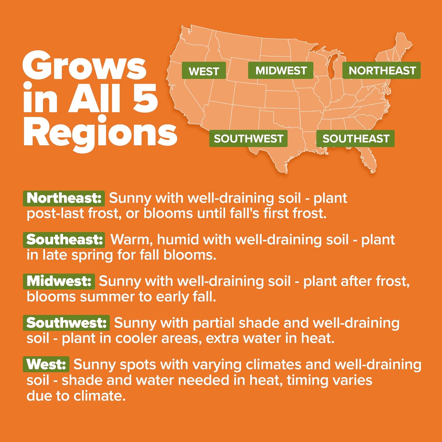 HOME GROWN English Lavender Seeds 1,500+ Non GMO Wildflower Seed for Planting Indoor/Outdoor, High Germination, Plant Flower Seeds (Lavandula antustifolia)