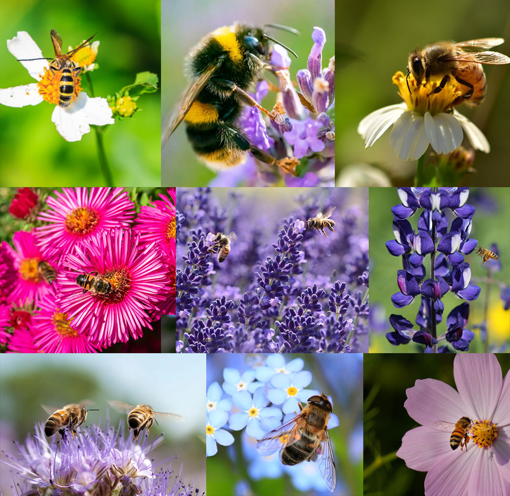 🐝Insect-friendly🔥Over 60 Mixed Perennial Flower Seeds🌿Pure Non-GMO