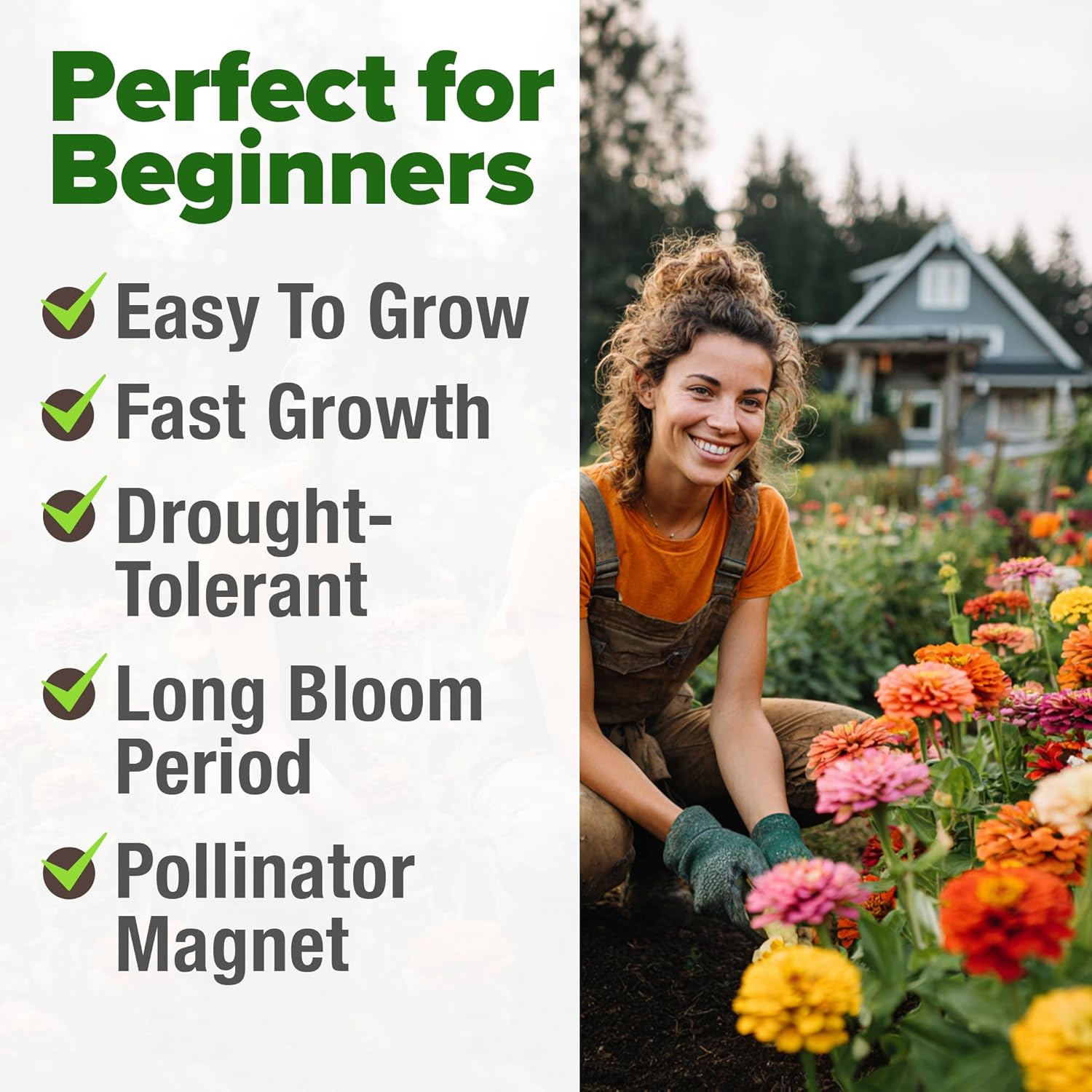 HOME GROWN English Lavender Seeds 1,500+ Non GMO Wildflower Seed for Planting Indoor/Outdoor, High Germination, Plant Flower Seeds (Lavandula antustifolia)