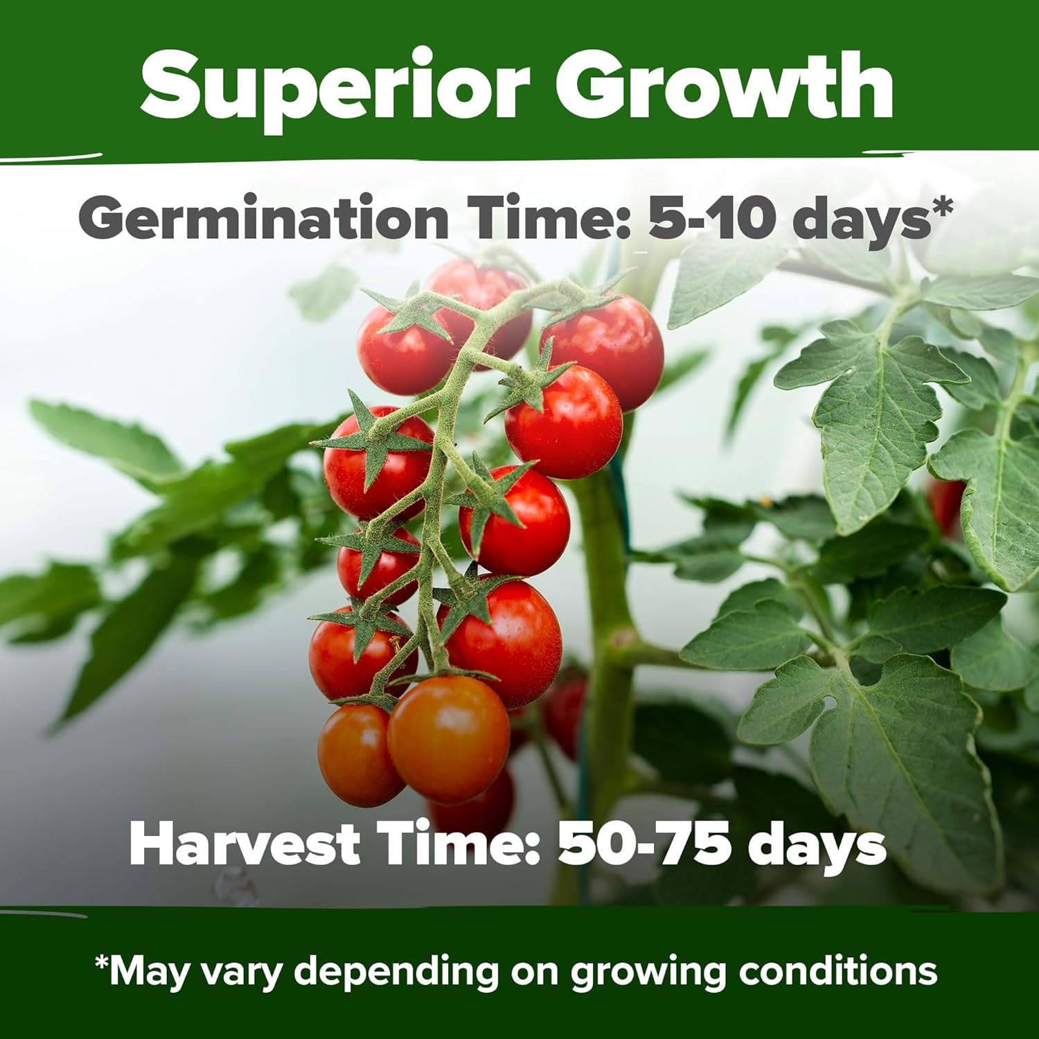 HOME GROWN English Lavender Seeds 1,500+ Non GMO Wildflower Seed for Planting Indoor/Outdoor, High Germination, Plant Flower Seeds (Lavandula antustifolia)