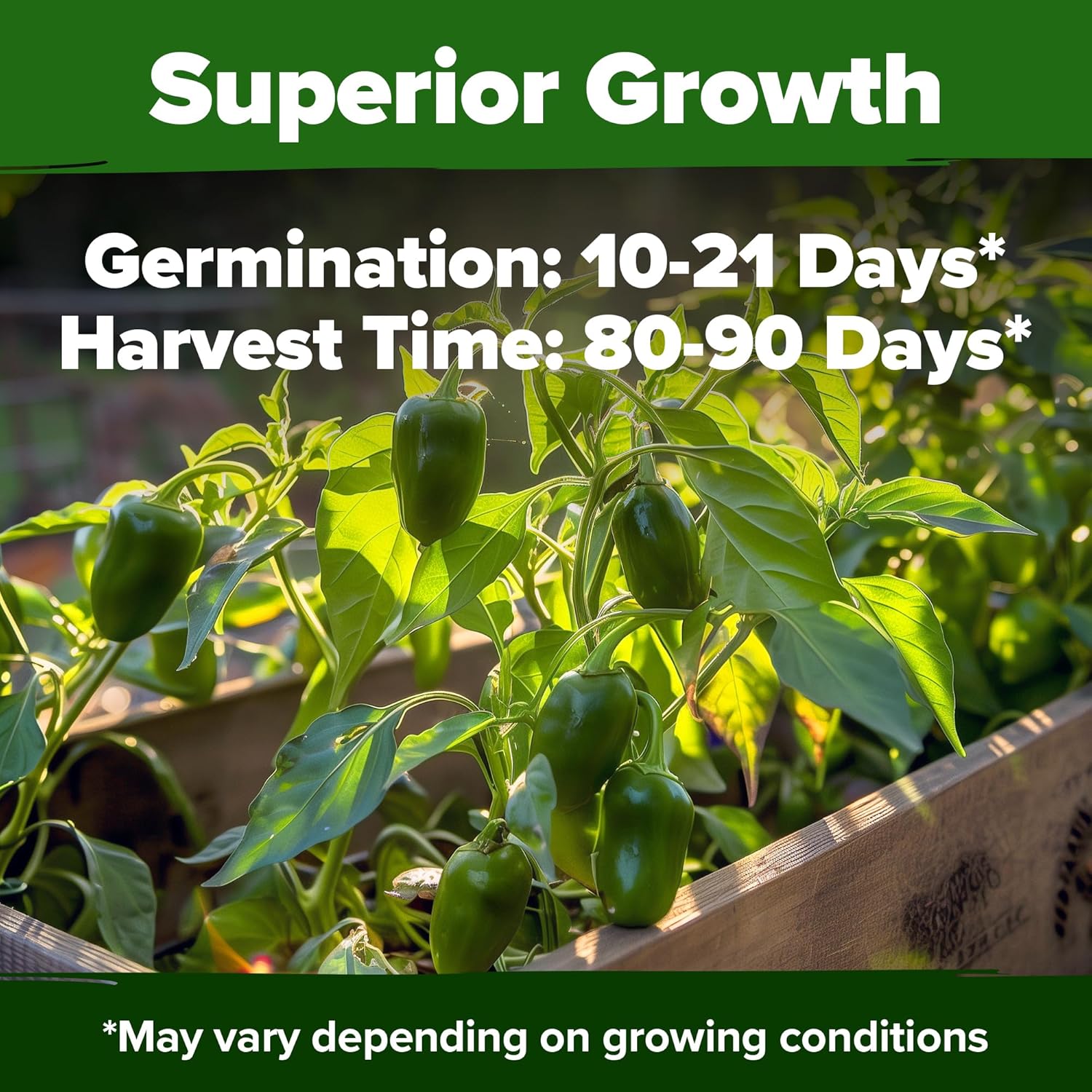 HOME GROWN English Lavender Seeds 1,500+ Non GMO Wildflower Seed for Planting Indoor/Outdoor, High Germination, Plant Flower Seeds (Lavandula antustifolia)