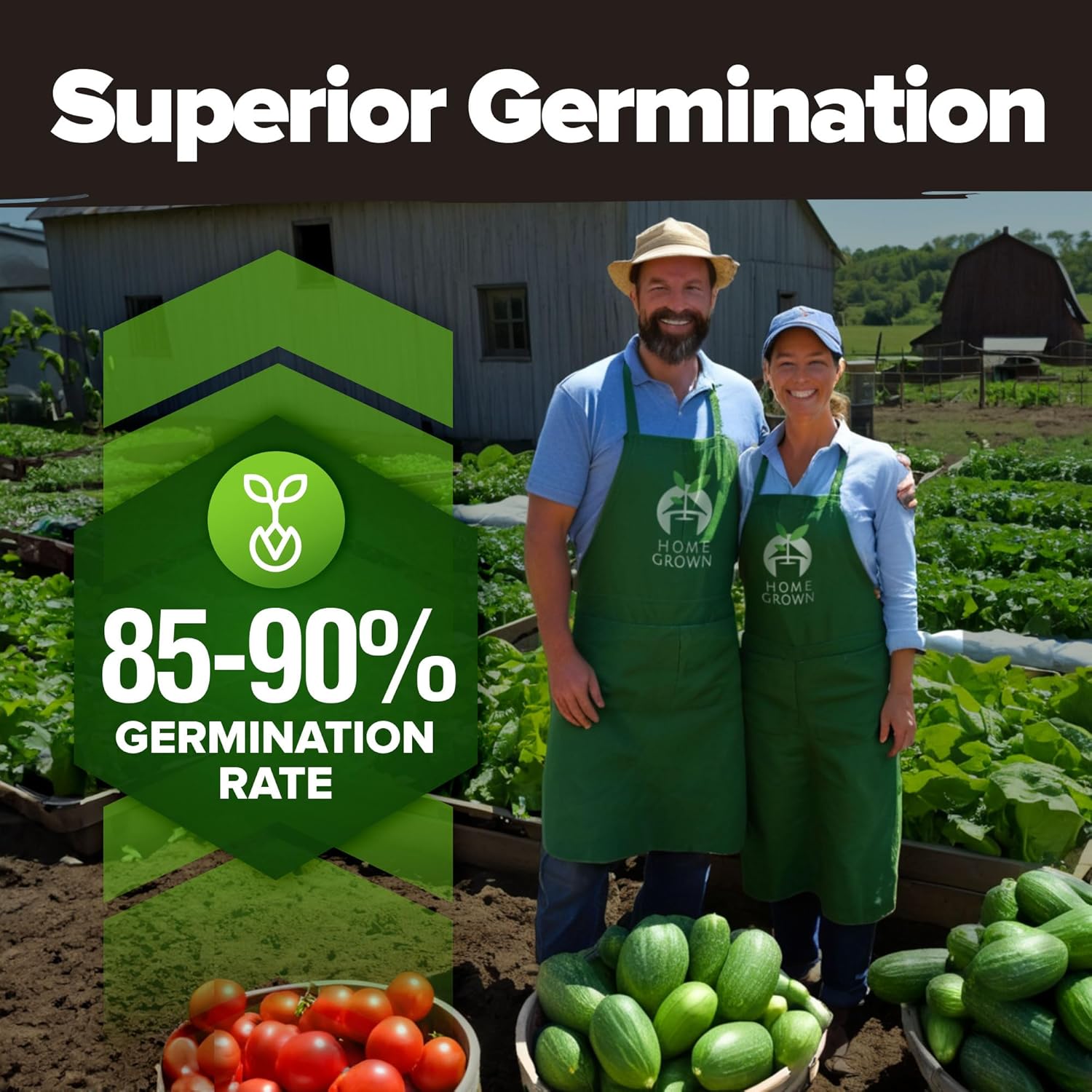 HOME GROWN Arugula Seed 2 Pack – 4350 Vegetable Seeds – Non GMO Ideal Seeds for Hydroponic Garden Indoor – Premium and Heirloom Arugula Seeds for Planting (Eruca vesicaria)