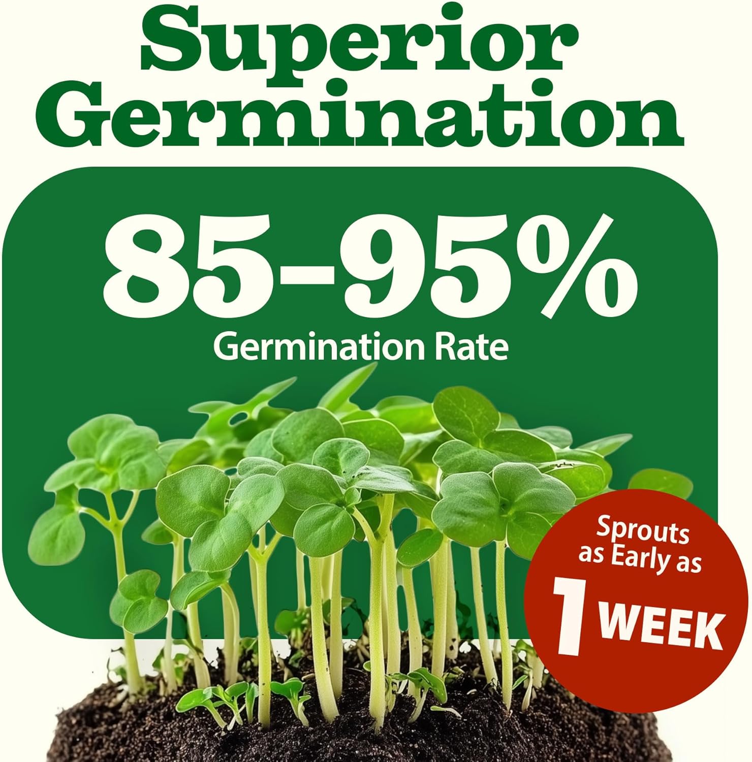 HOME GROWN Arugula Seed 2 Pack – 4350 Vegetable Seeds – Non GMO Ideal Seeds for Hydroponic Garden Indoor – Premium and Heirloom Arugula Seeds for Planting (Eruca vesicaria)