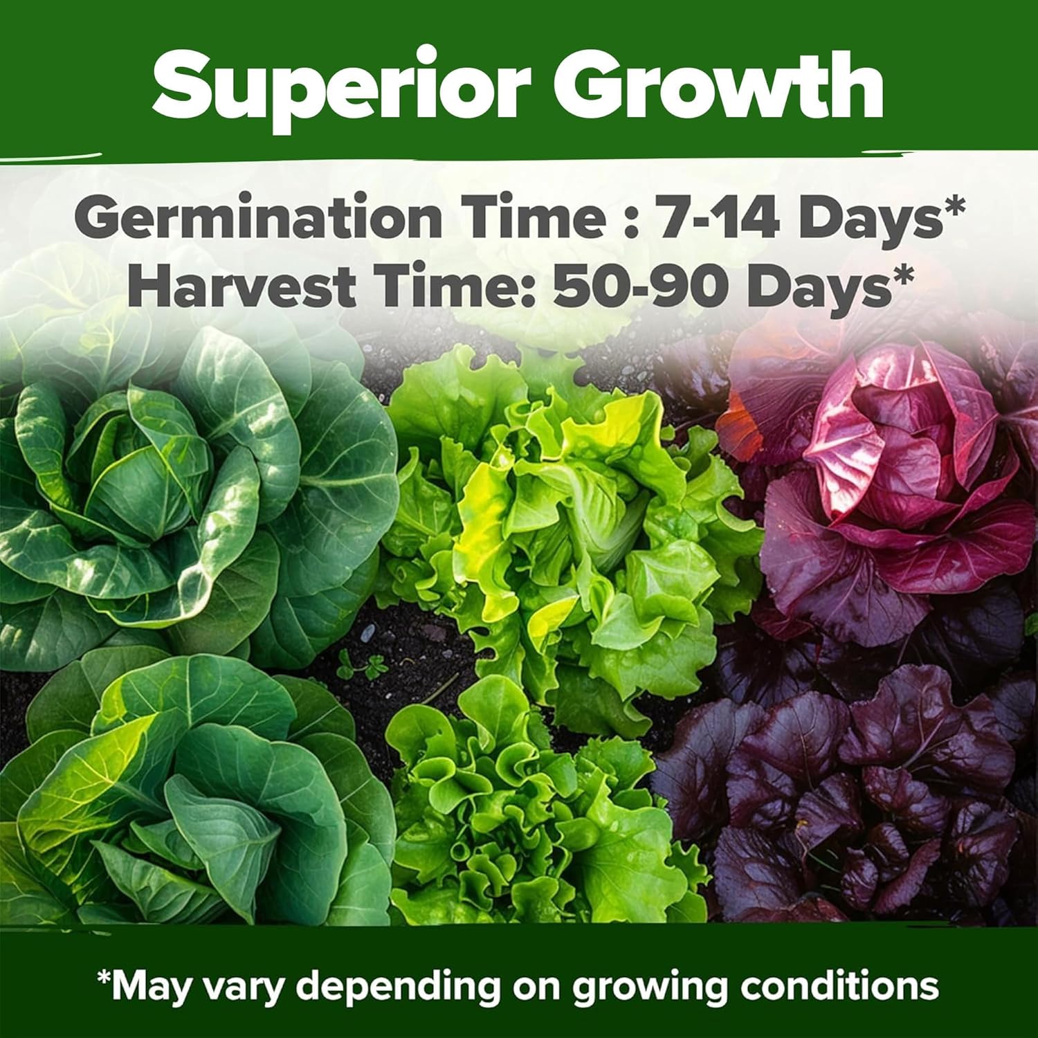 HOME GROWN Arugula Seed 2 Pack – 4350 Vegetable Seeds – Non GMO Ideal Seeds for Hydroponic Garden Indoor – Premium and Heirloom Arugula Seeds for Planting (Eruca vesicaria)