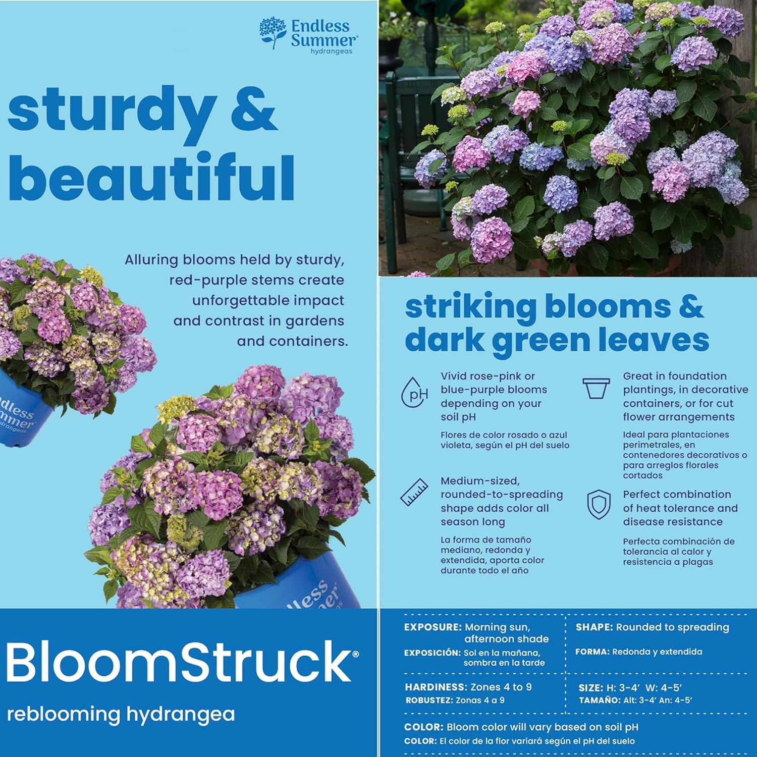 Endless Summer Hydrangea Bloomstruck, 1 Gallon