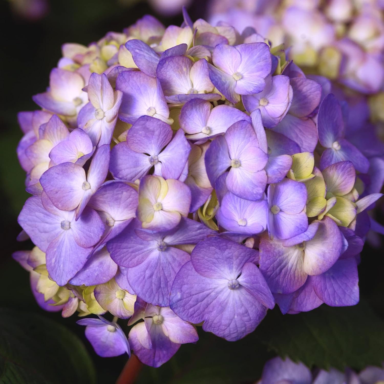 Endless Summer Hydrangea Bloomstruck, 1 Gallon
