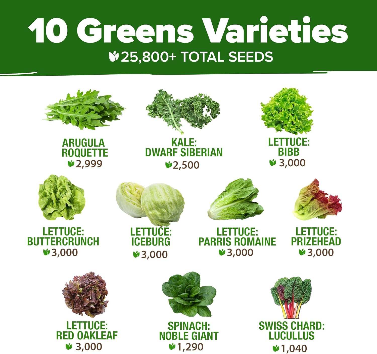 HOME GROWN Arugula Seed 2 Pack – 4350 Vegetable Seeds – Non GMO Ideal Seeds for Hydroponic Garden Indoor – Premium and Heirloom Arugula Seeds for Planting (Eruca vesicaria)