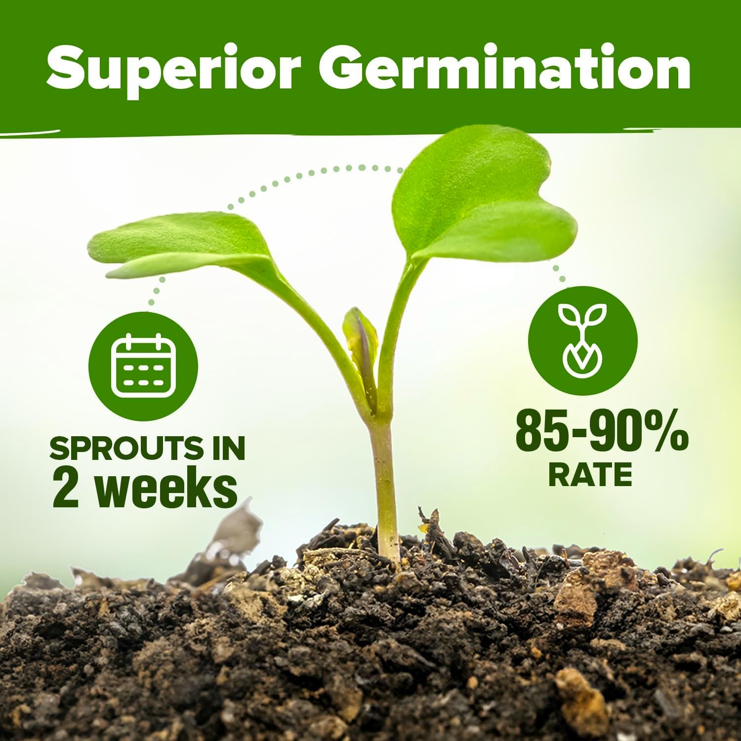 HOME GROWN Arugula Seed 2 Pack – 4350 Vegetable Seeds – Non GMO Ideal Seeds for Hydroponic Garden Indoor – Premium and Heirloom Arugula Seeds for Planting (Eruca vesicaria)