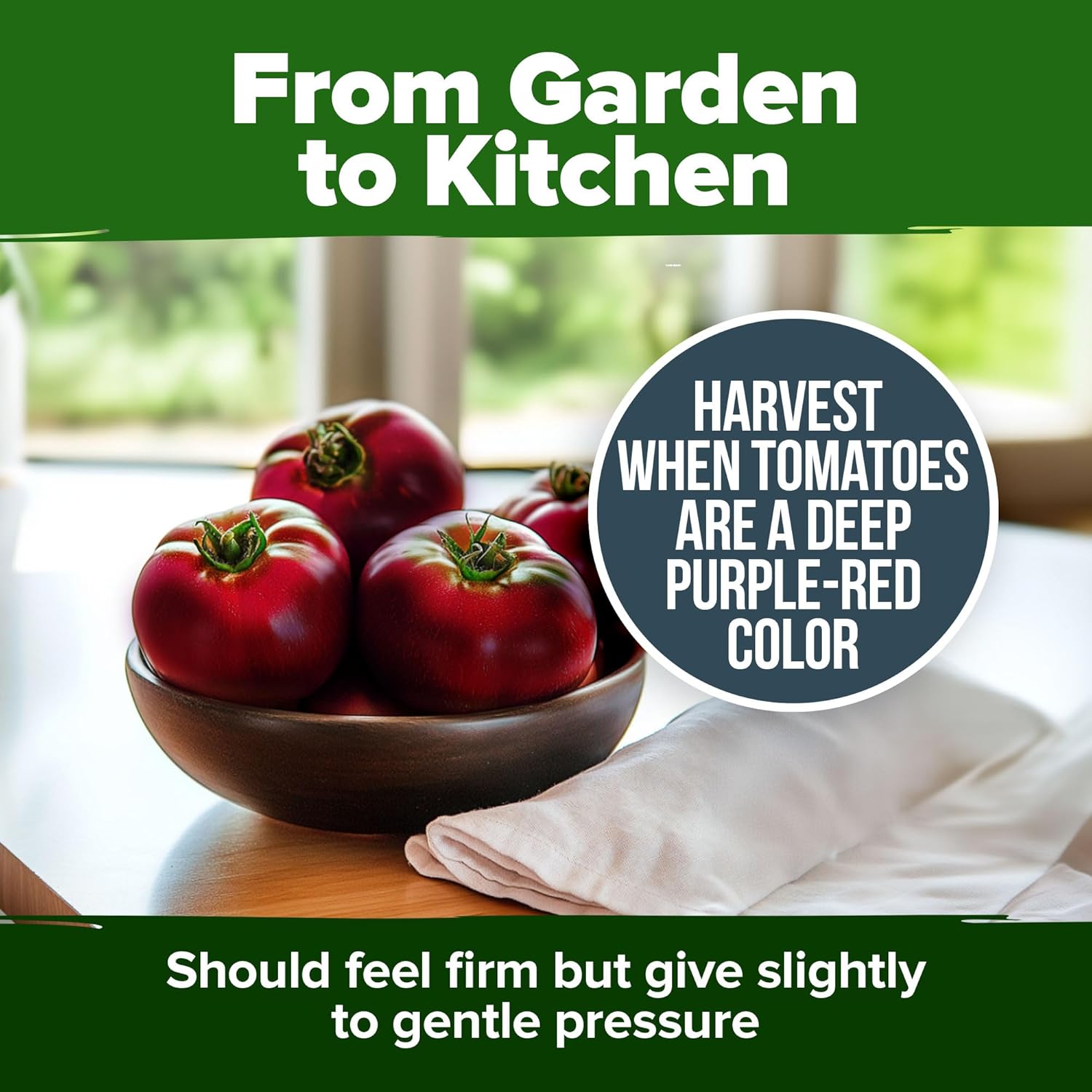 HOME GROWN Arugula Seed 2 Pack – 4350 Vegetable Seeds – Non GMO Ideal Seeds for Hydroponic Garden Indoor – Premium and Heirloom Arugula Seeds for Planting (Eruca vesicaria)