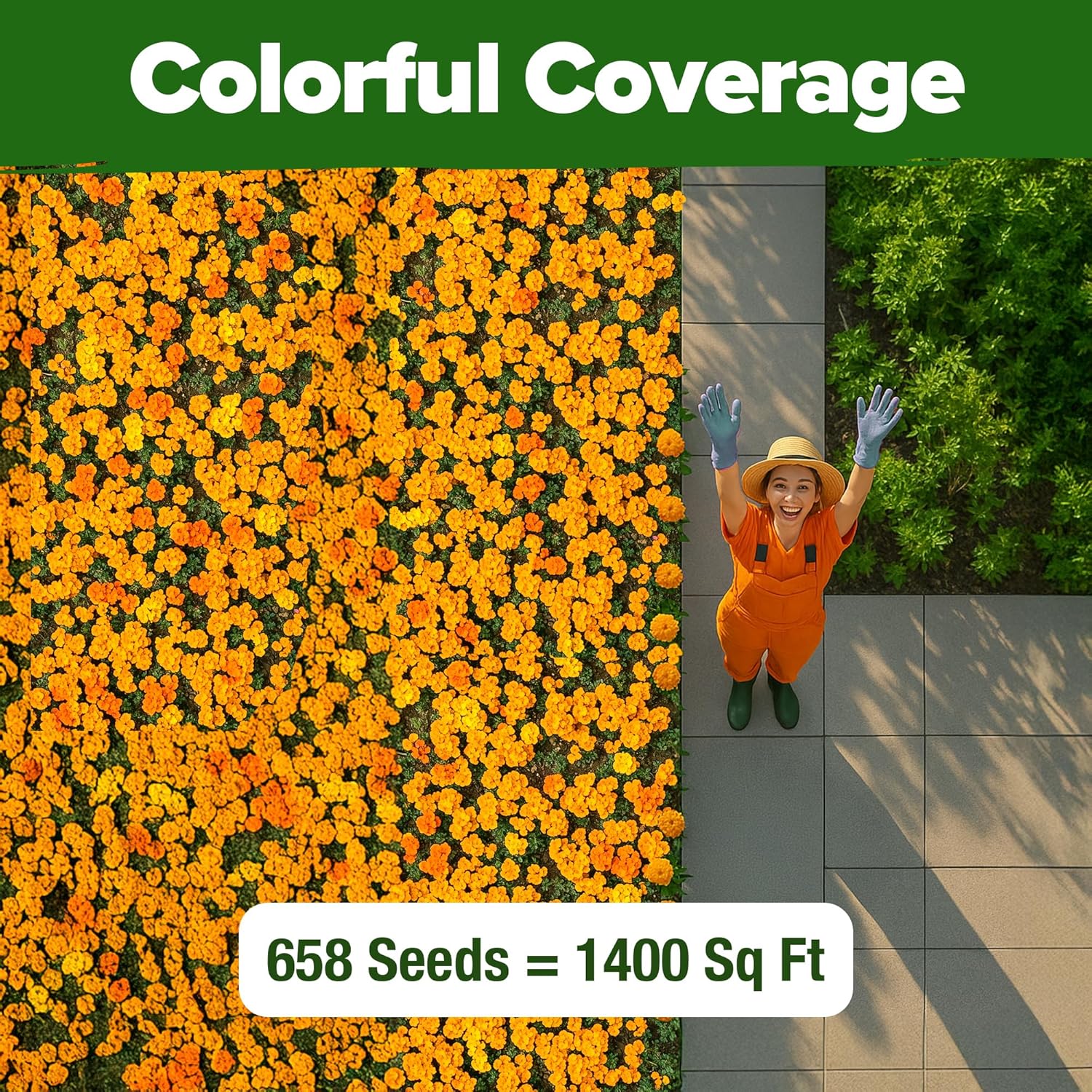 HOME GROWN Arugula Seed 2 Pack – 4350 Vegetable Seeds – Non GMO Ideal Seeds for Hydroponic Garden Indoor – Premium and Heirloom Arugula Seeds for Planting (Eruca vesicaria)