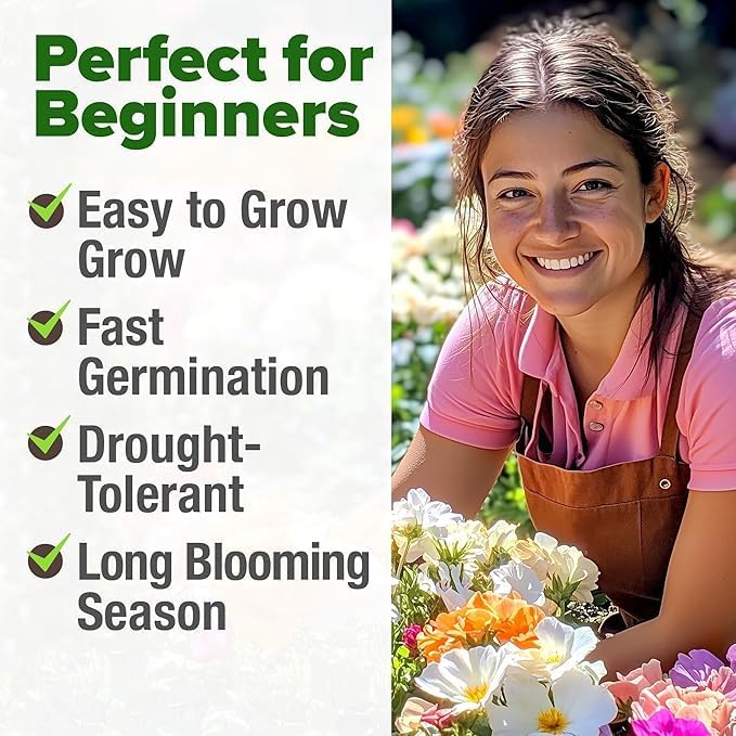 HOME GROWN Arugula Seed 2 Pack – 4350 Vegetable Seeds – Non GMO Ideal Seeds for Hydroponic Garden Indoor – Premium and Heirloom Arugula Seeds for Planting (Eruca vesicaria)