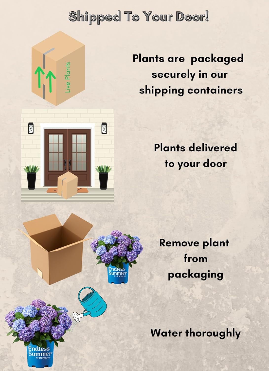 Endless Summer Hydrangea Bloomstruck, 1 Gallon