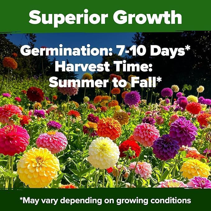 HOME GROWN Arugula Seed 2 Pack – 4350 Vegetable Seeds – Non GMO Ideal Seeds for Hydroponic Garden Indoor – Premium and Heirloom Arugula Seeds for Planting (Eruca vesicaria)