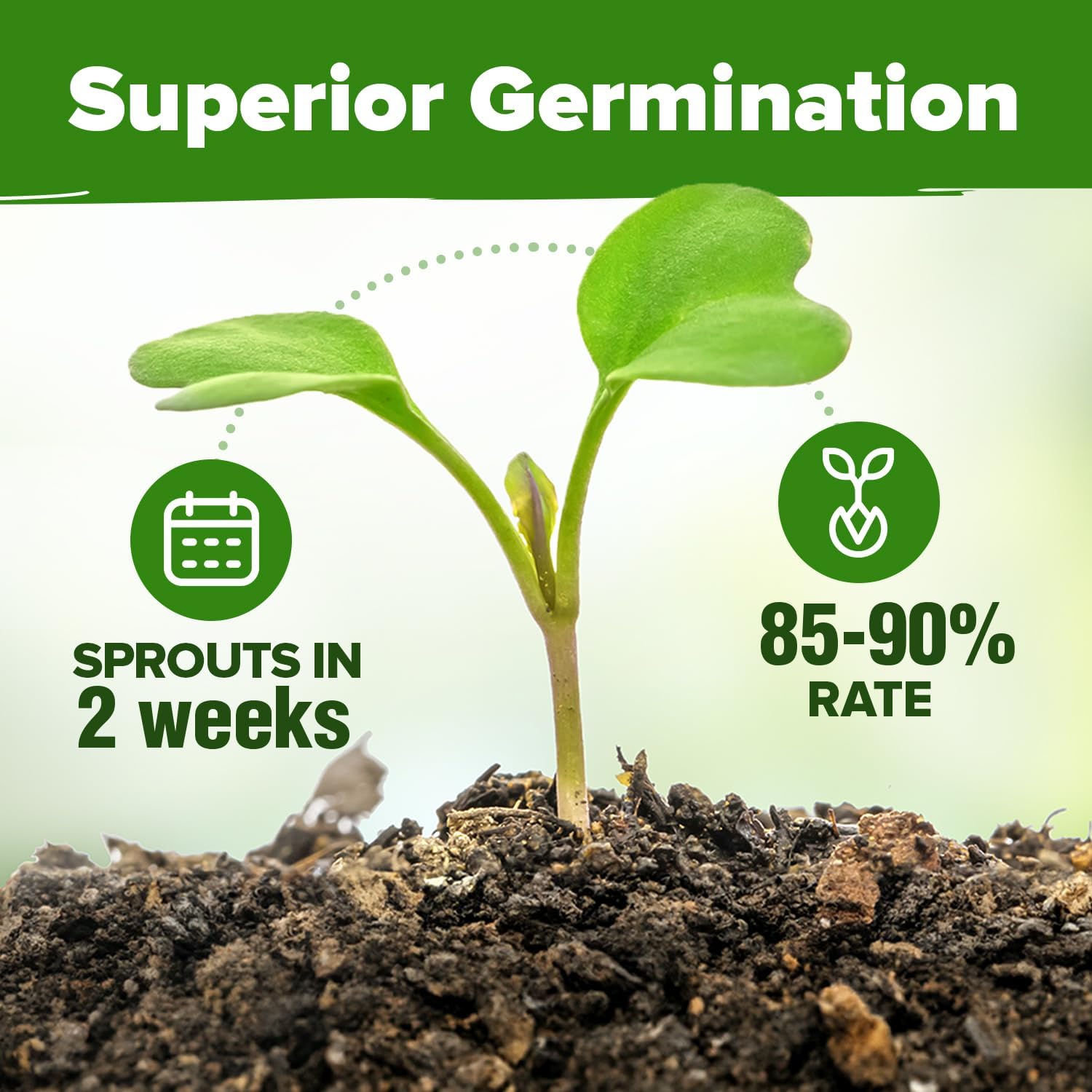 HOME GROWN Arugula Seed 2 Pack – 4350 Vegetable Seeds – Non GMO Ideal Seeds for Hydroponic Garden Indoor – Premium and Heirloom Arugula Seeds for Planting (Eruca vesicaria)