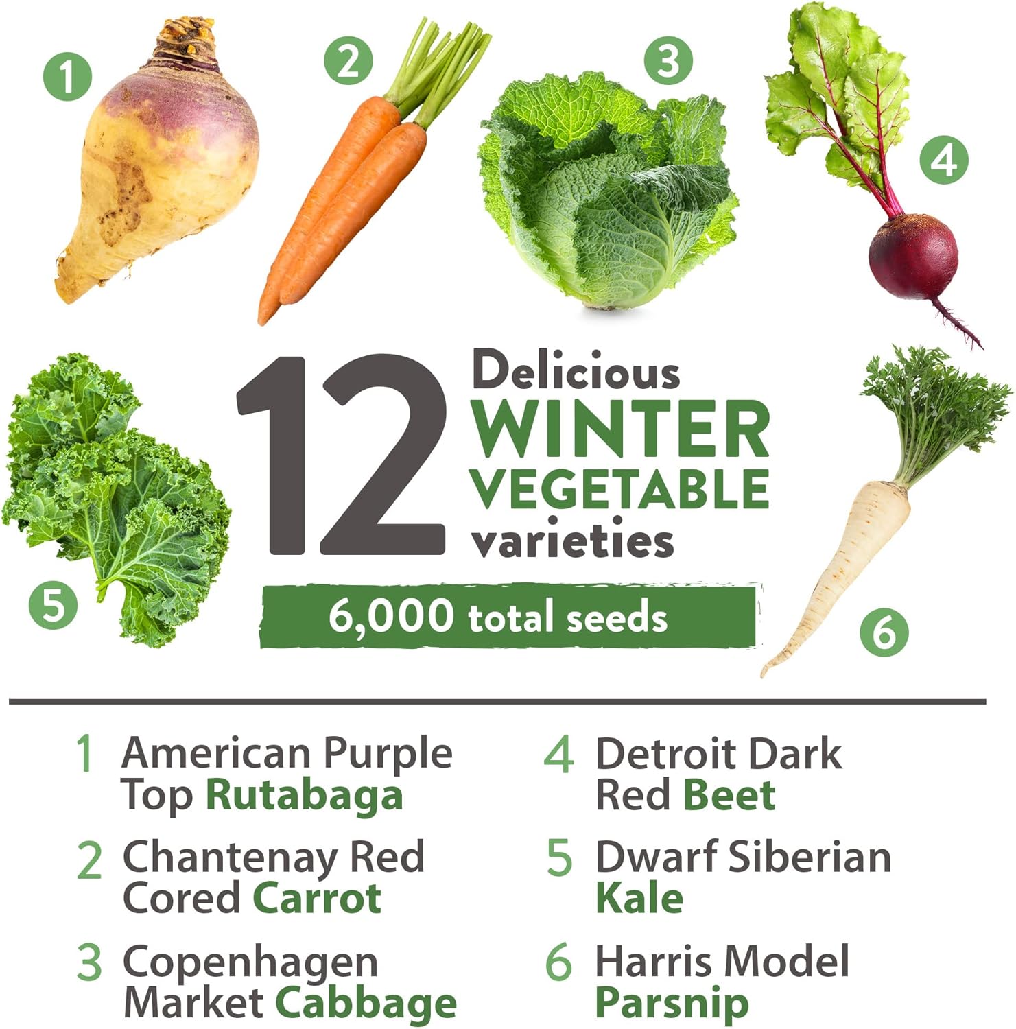 HOME GROWN Arugula Seed 2 Pack – 4350 Vegetable Seeds – Non GMO Ideal Seeds for Hydroponic Garden Indoor – Premium and Heirloom Arugula Seeds for Planting (Eruca vesicaria)