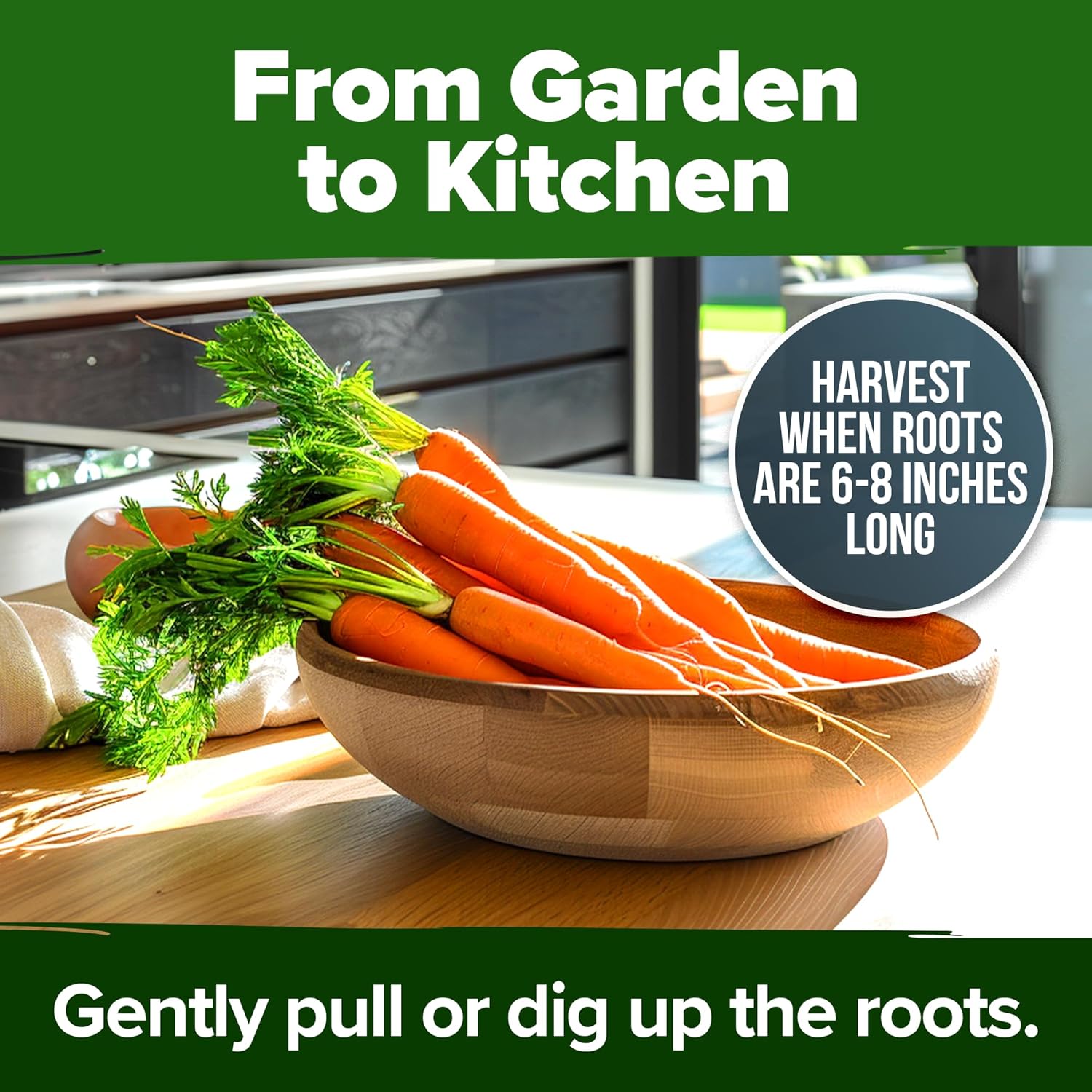 HOME GROWN Arugula Seed 2 Pack – 4350 Vegetable Seeds – Non GMO Ideal Seeds for Hydroponic Garden Indoor – Premium and Heirloom Arugula Seeds for Planting (Eruca vesicaria)