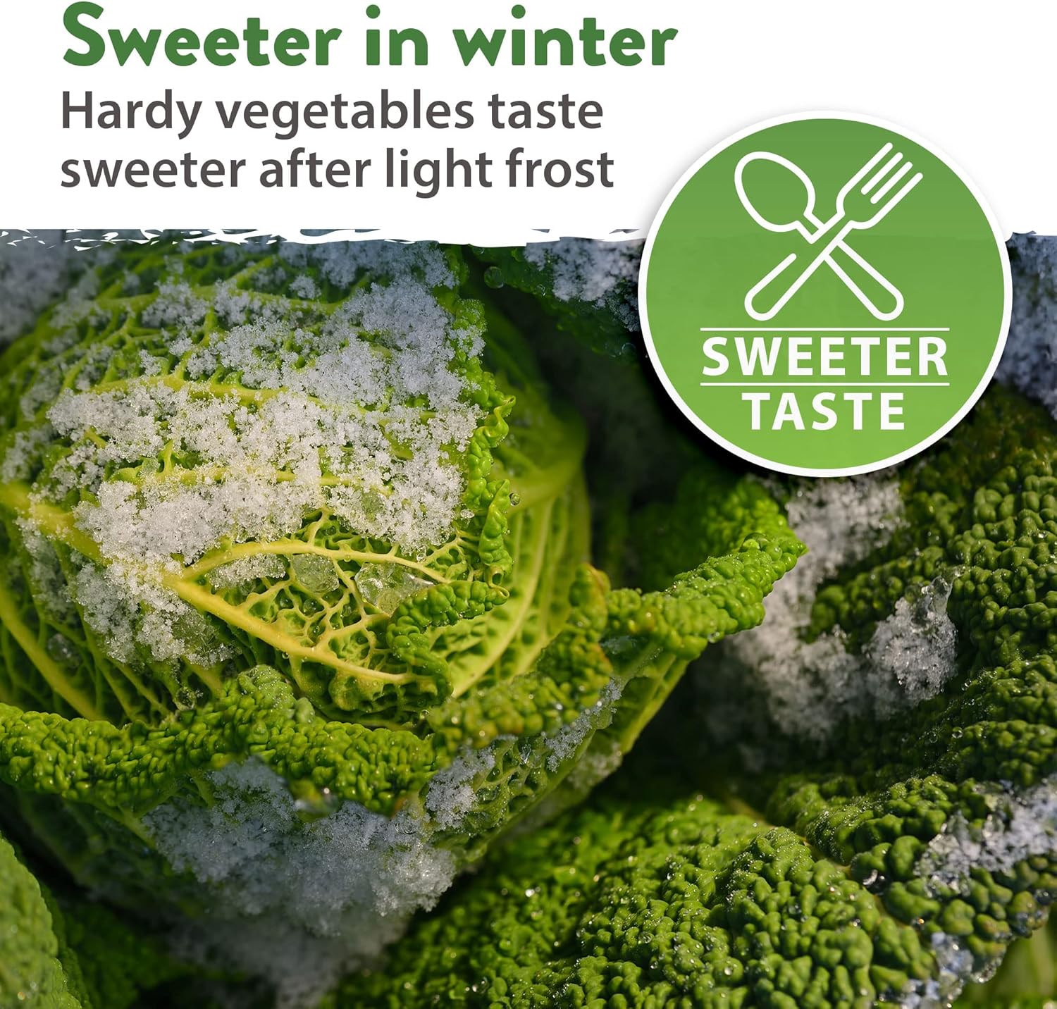 HOME GROWN Arugula Seed 2 Pack – 4350 Vegetable Seeds – Non GMO Ideal Seeds for Hydroponic Garden Indoor – Premium and Heirloom Arugula Seeds for Planting (Eruca vesicaria)