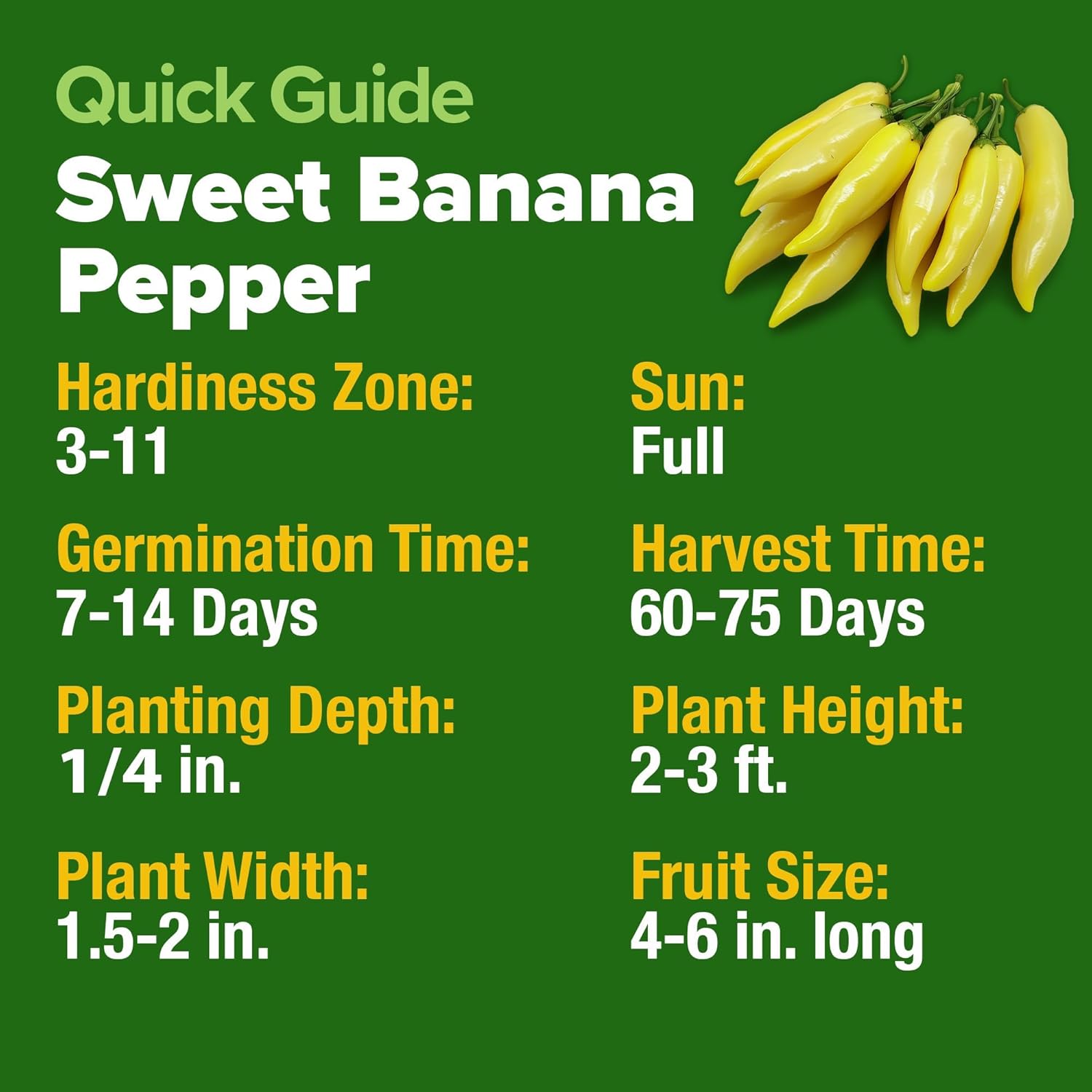 HOME GROWN Arugula Seed 2 Pack – 4350 Vegetable Seeds – Non GMO Ideal Seeds for Hydroponic Garden Indoor – Premium and Heirloom Arugula Seeds for Planting (Eruca vesicaria)