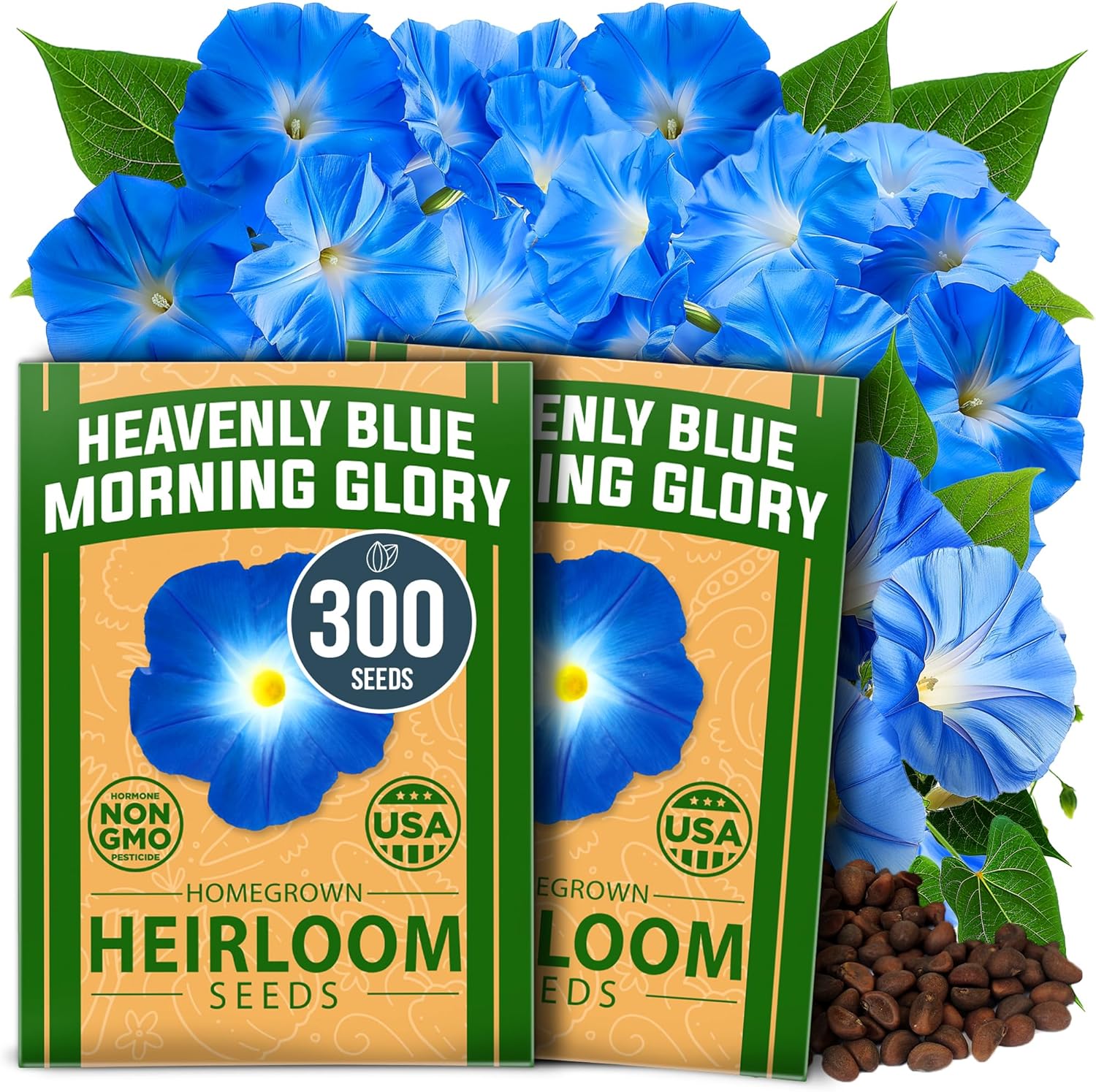HOME GROWN Morning Glory Seeds,Heavenly Blue (2 Pack) 300 Heirloom Morning Glories Vine Seeds for Planting Ideal for a Flower Garden That Attracts Pollinators and Birds(Ipomoea Tricolor)