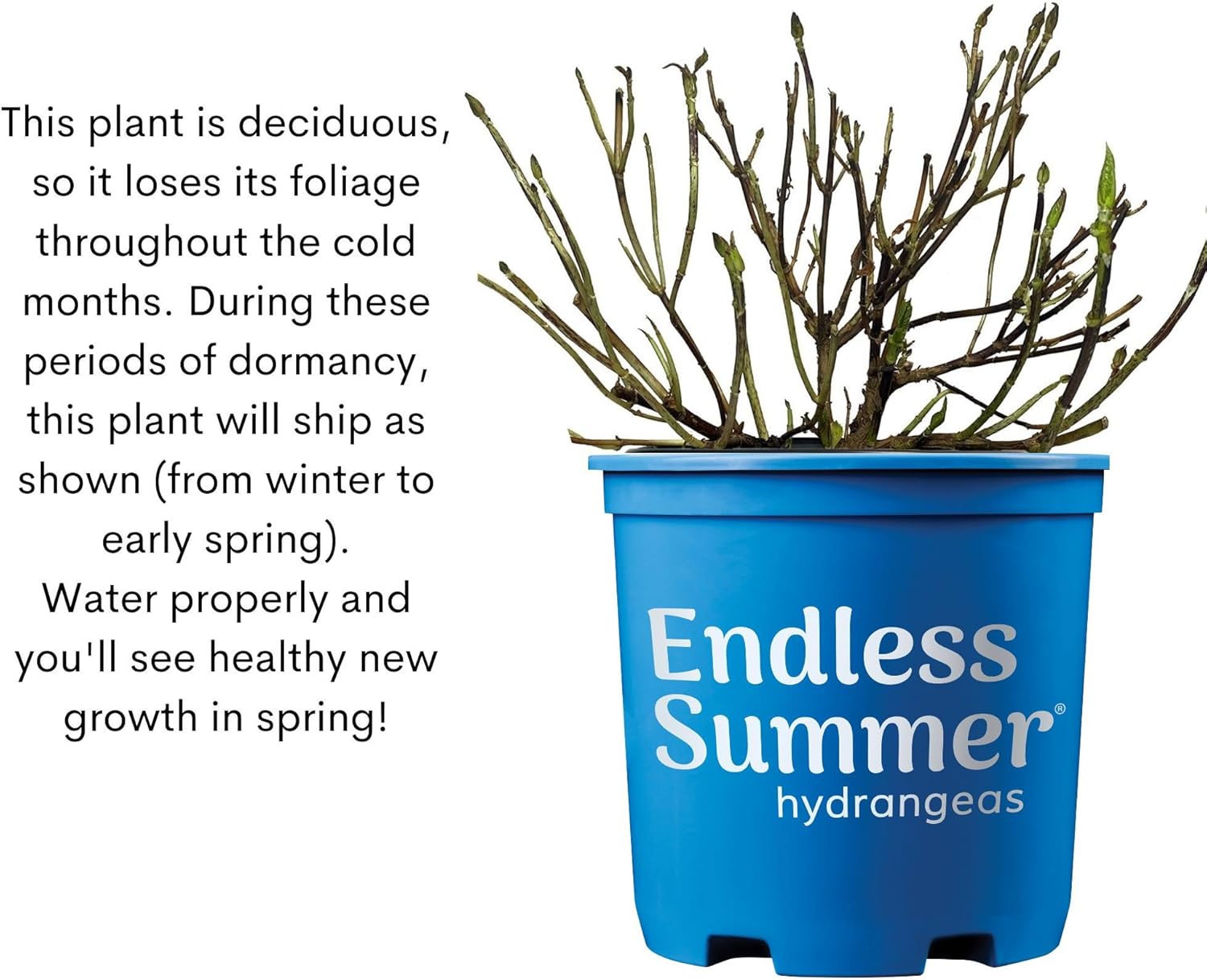 Endless Summer Hydrangea Bloomstruck, 1 Gallon