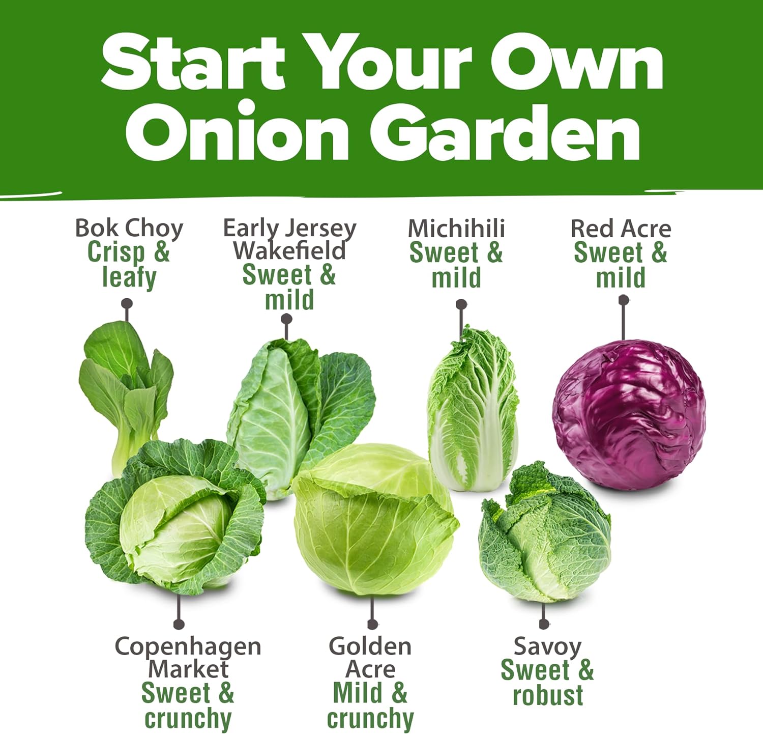 HOME GROWN Arugula Seed 2 Pack – 4350 Vegetable Seeds – Non GMO Ideal Seeds for Hydroponic Garden Indoor – Premium and Heirloom Arugula Seeds for Planting (Eruca vesicaria)