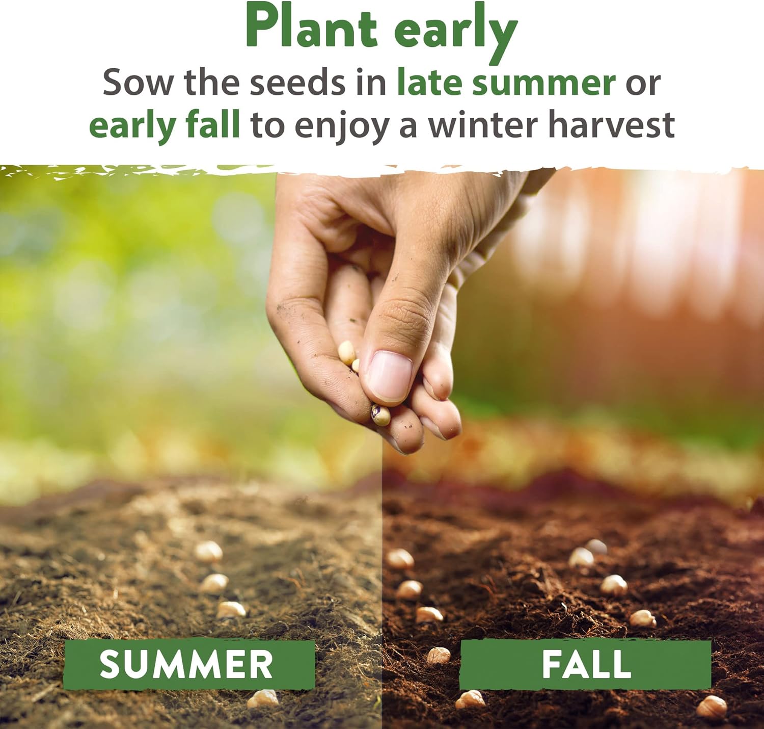 HOME GROWN Arugula Seed 2 Pack – 4350 Vegetable Seeds – Non GMO Ideal Seeds for Hydroponic Garden Indoor – Premium and Heirloom Arugula Seeds for Planting (Eruca vesicaria)